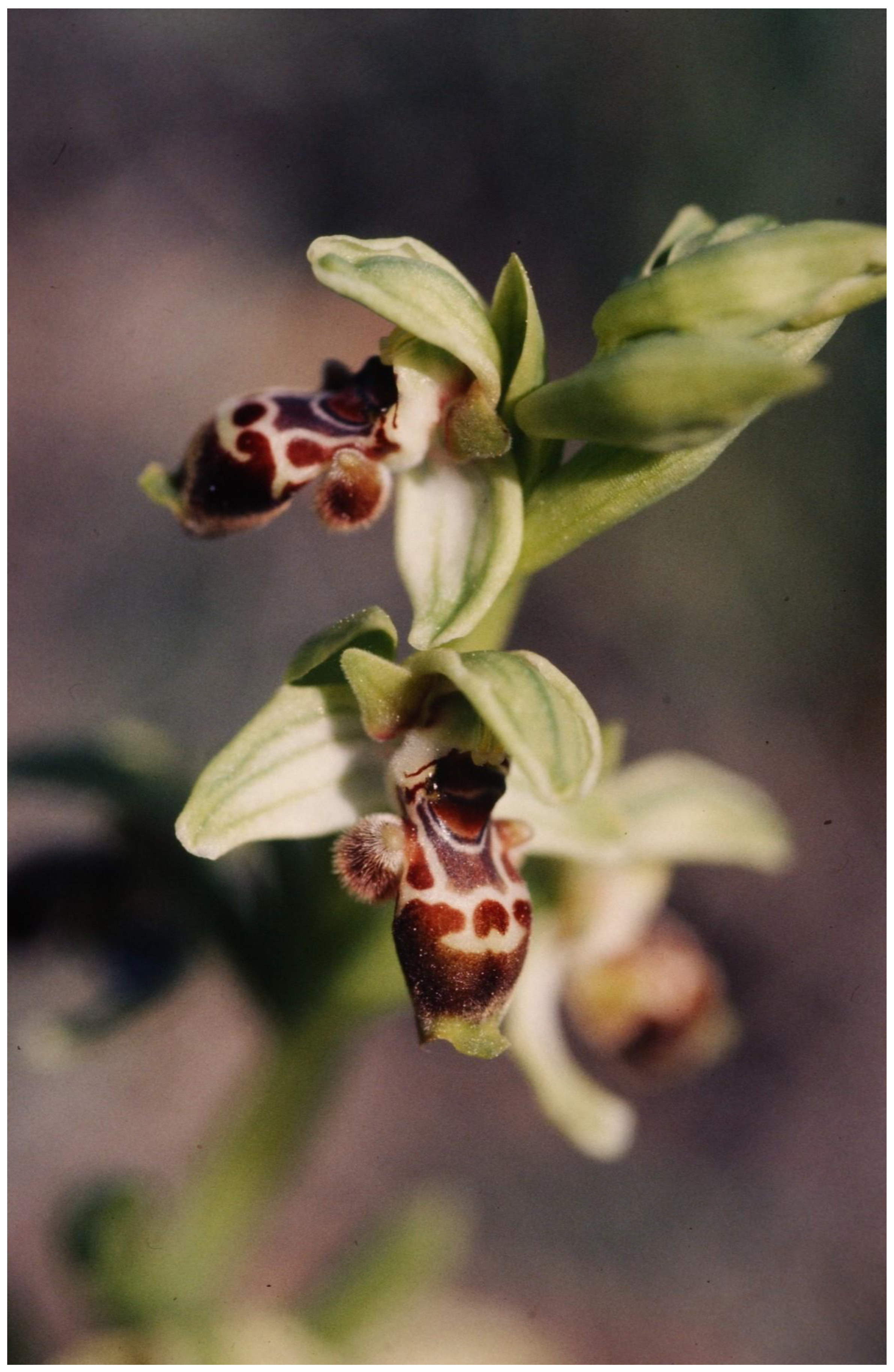 Plants 13 00391 g008