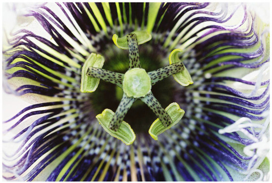 Plants 13 00391 g009