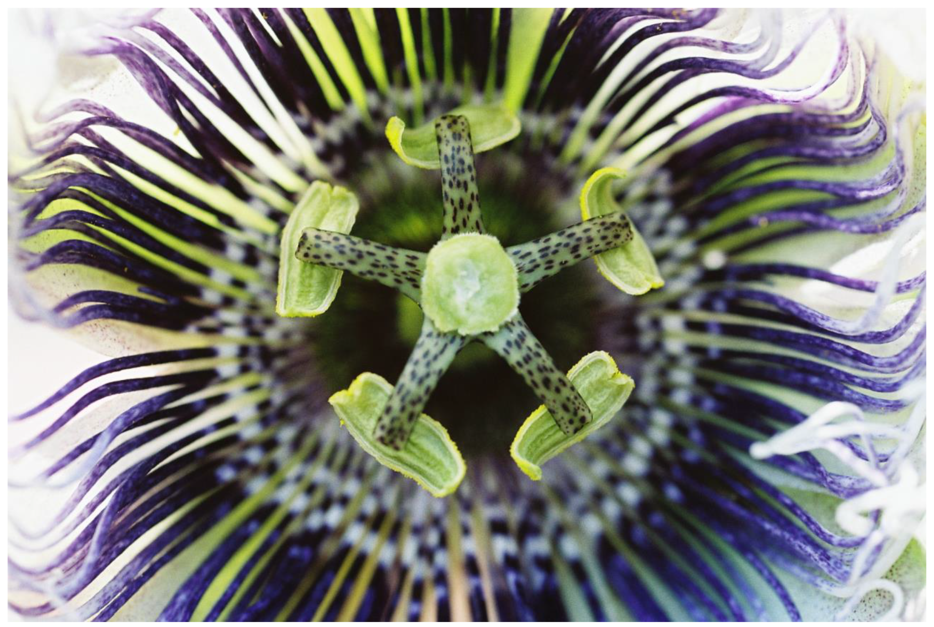 Plants 13 00391 g009