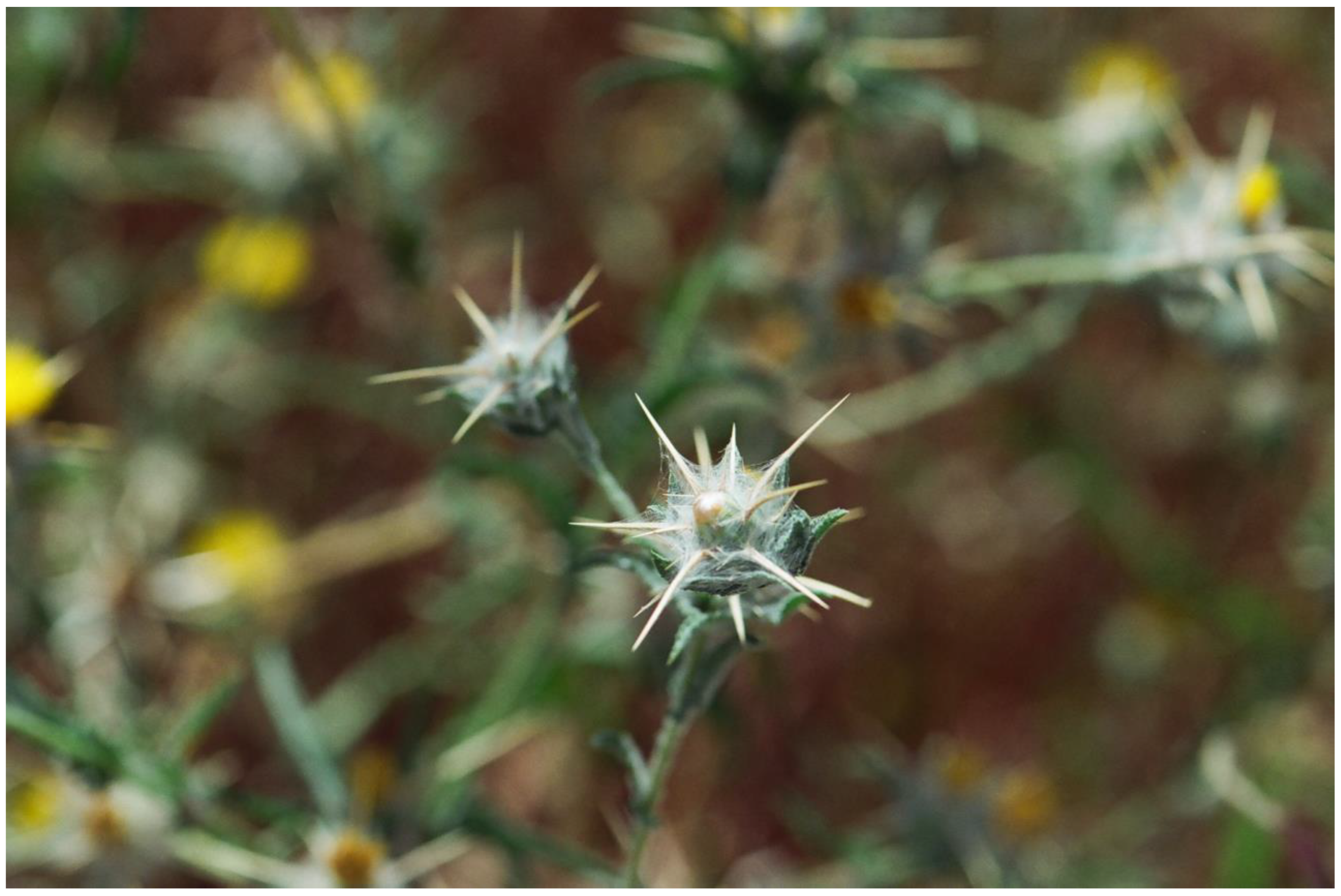 Plants 13 00391 g010