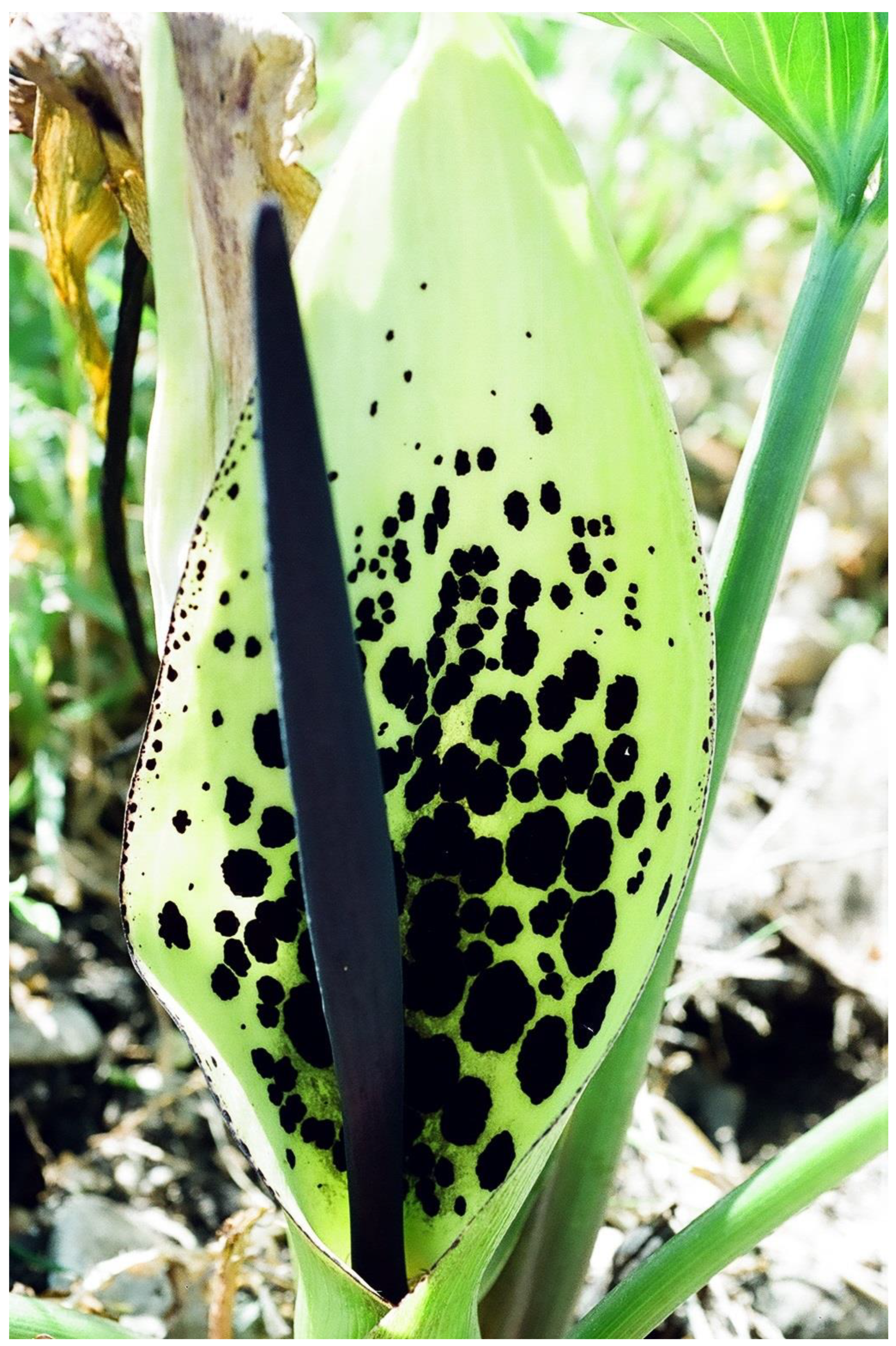 Plants 13 00391 g011