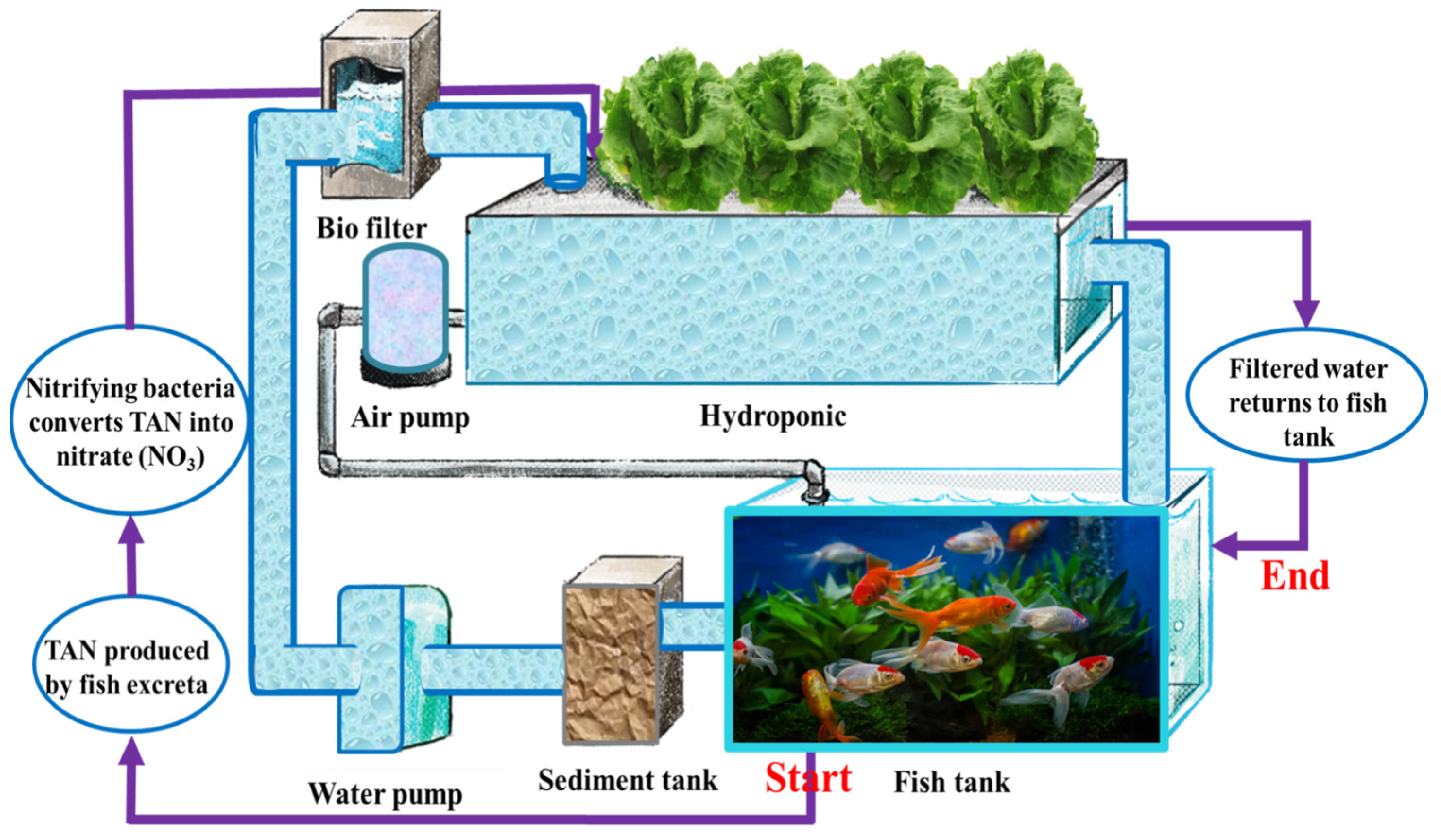 Plants 13 00392 g001