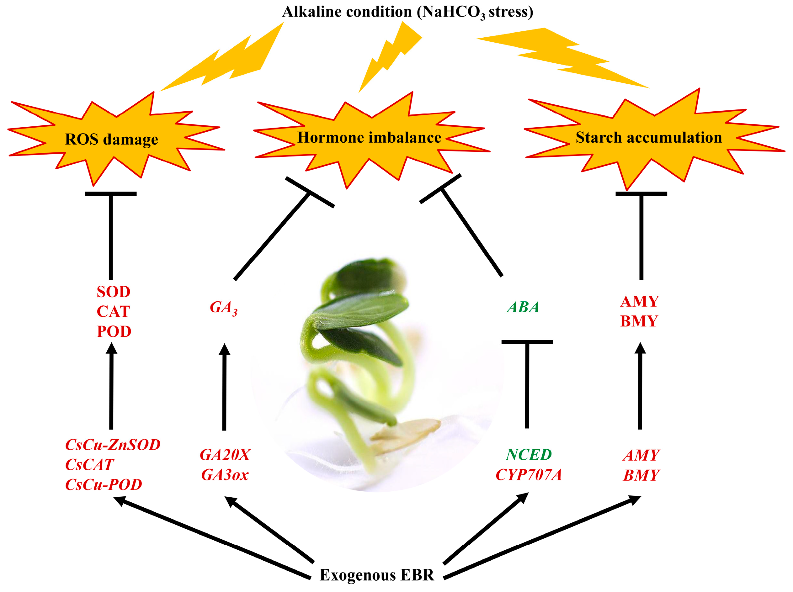 Plants 13 00394 g010