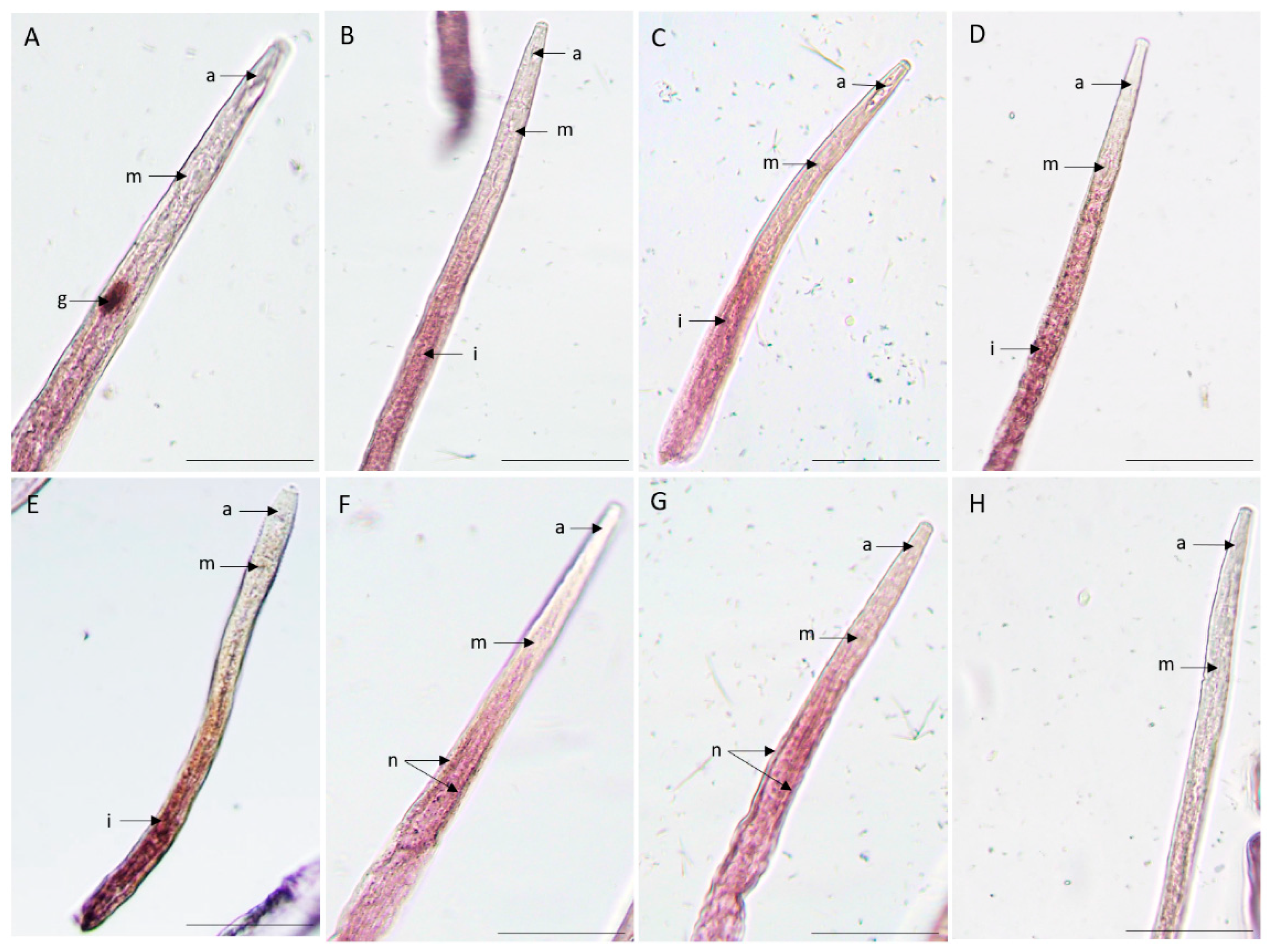 Plants 13 00404 g004