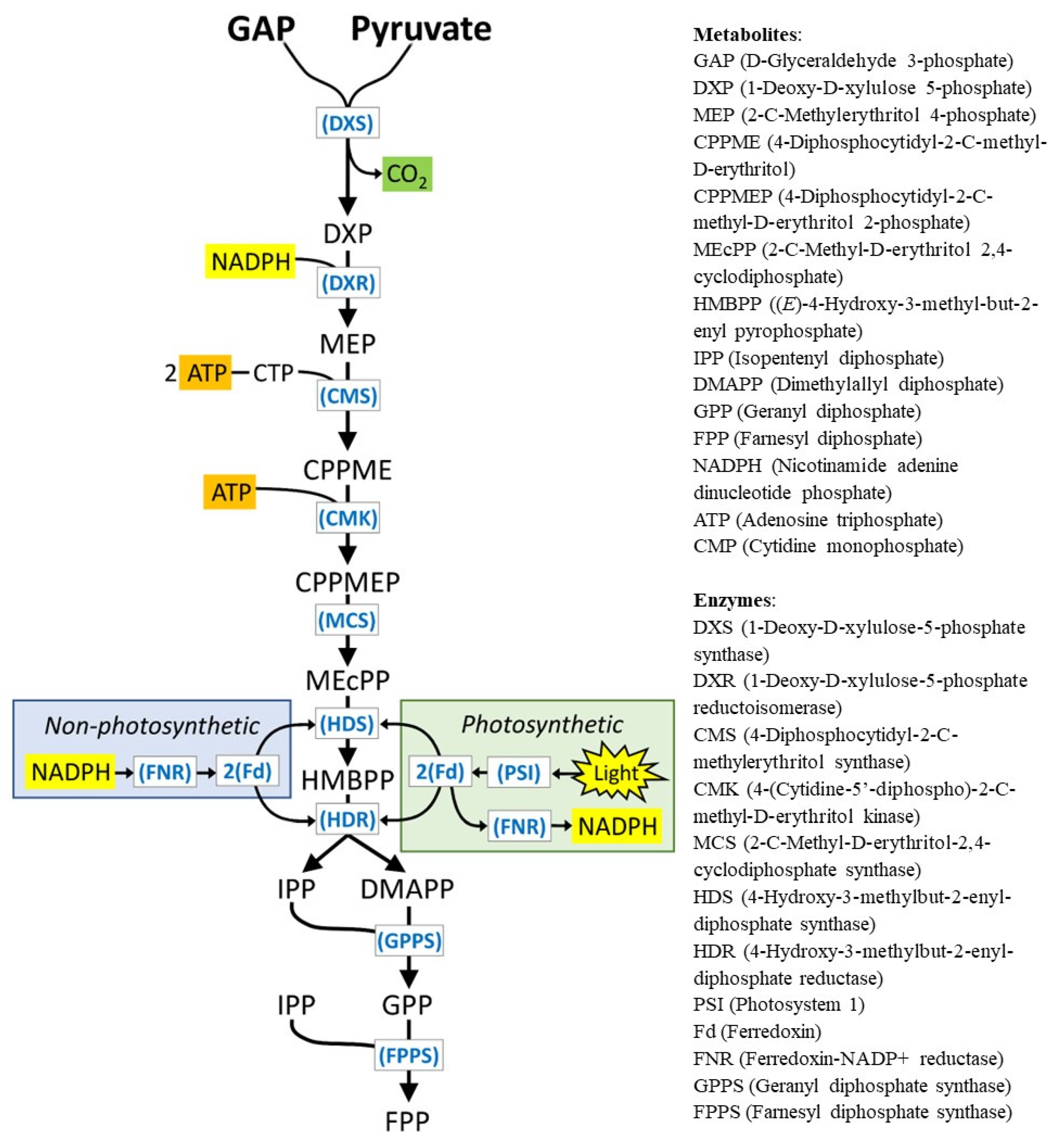 Plants 13 00409 g001