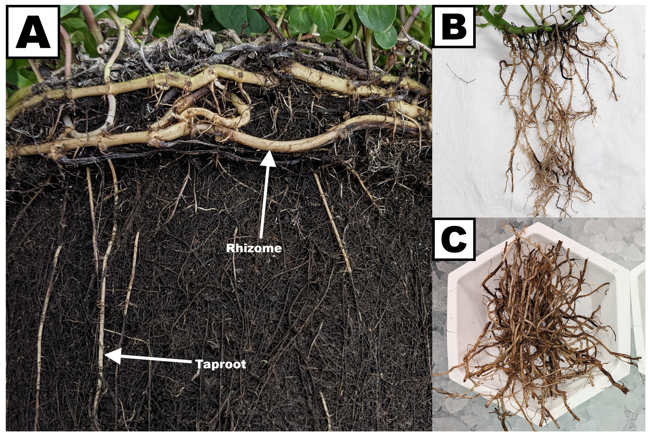 Plants 13 00409 g004