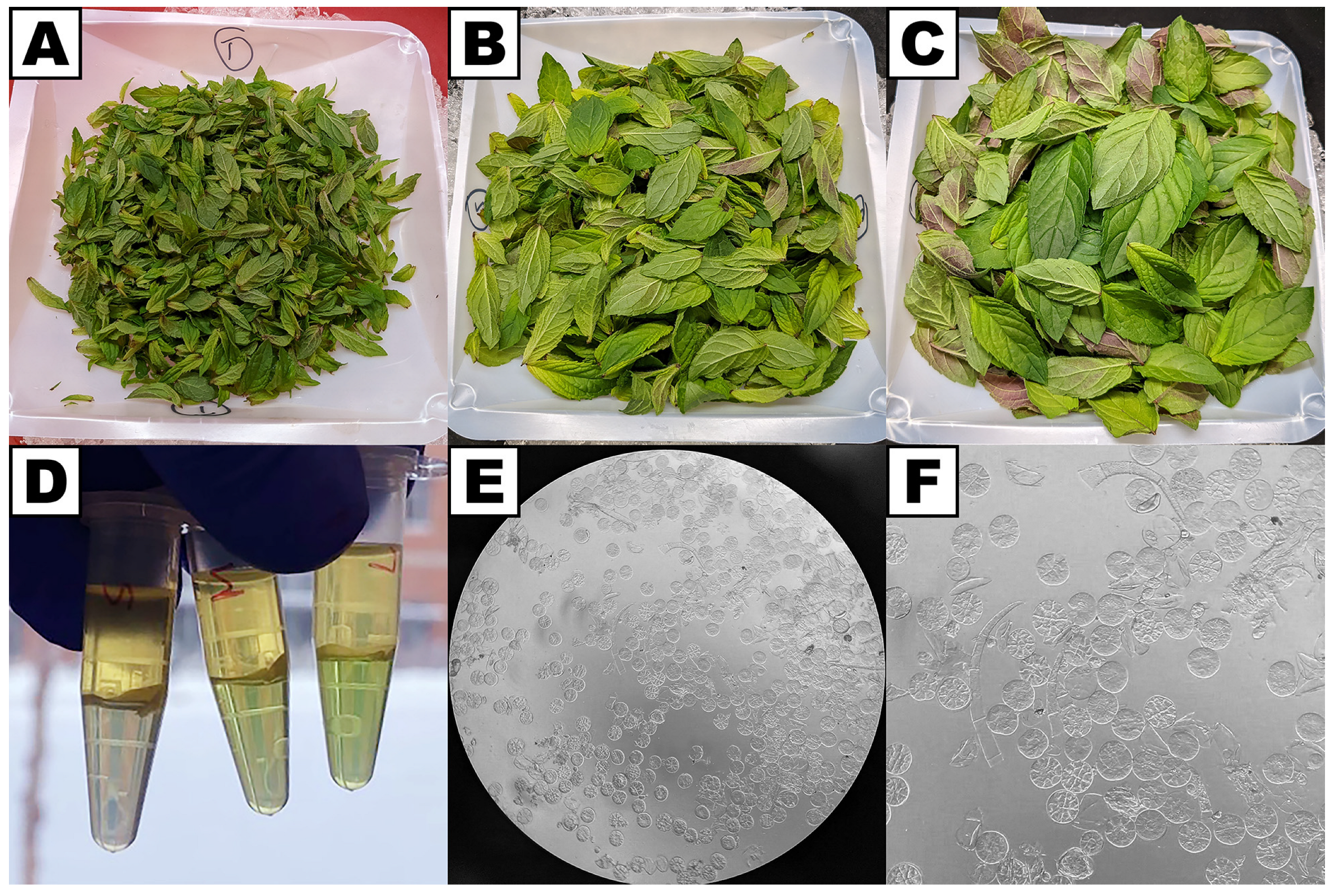 Plants 13 00409 g005