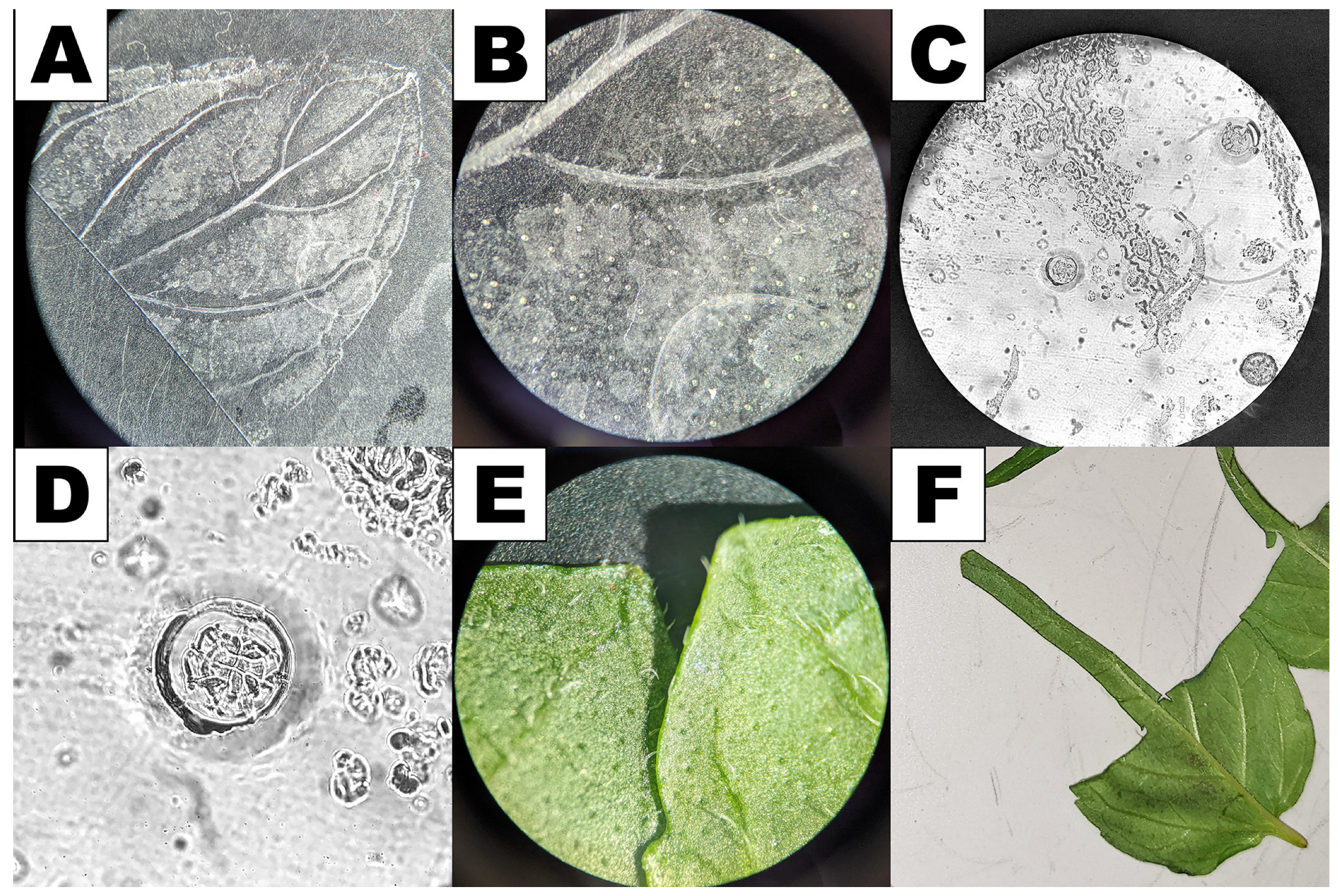 Plants 13 00409 g006