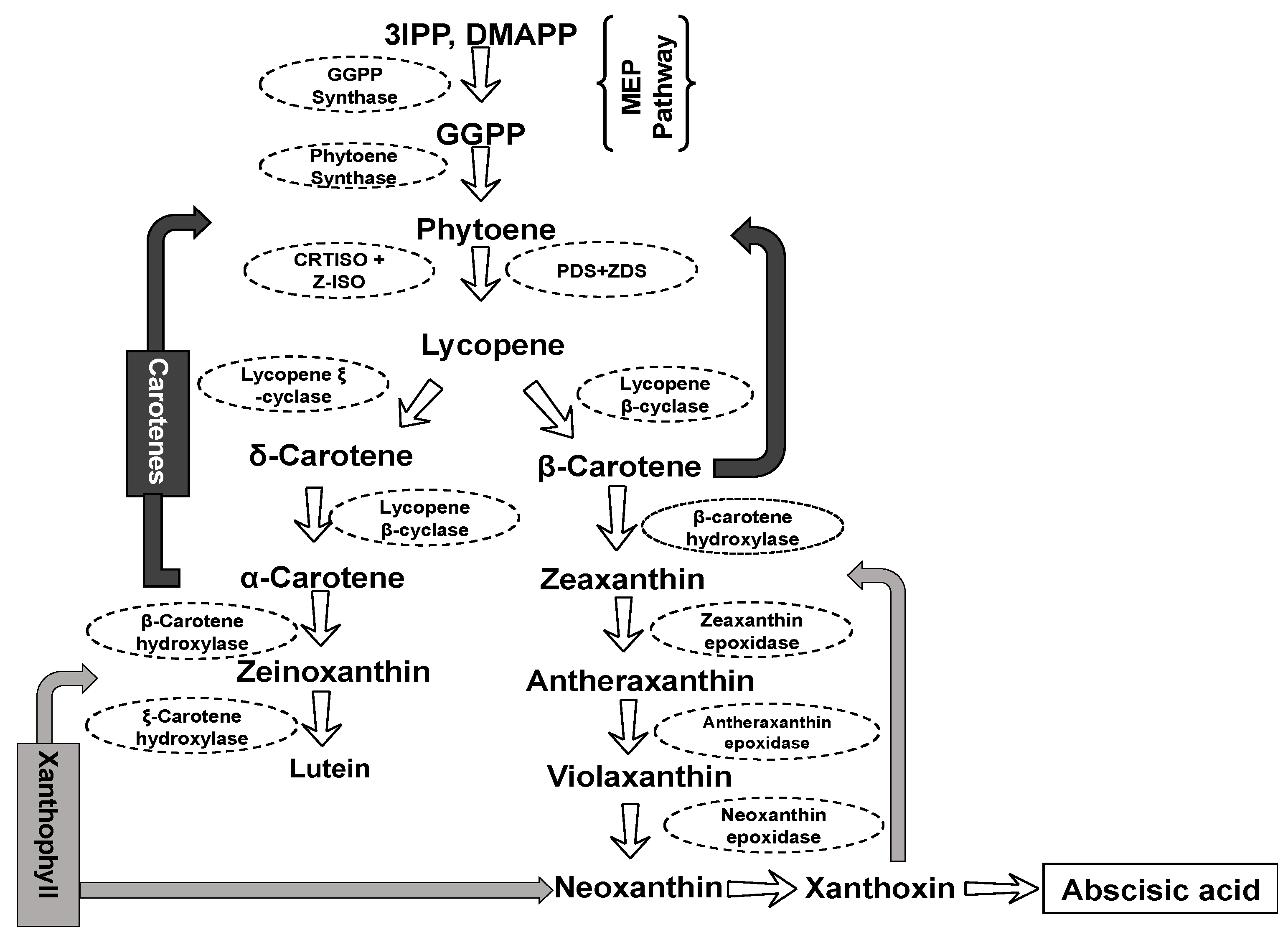 Plants 13 00412 g002