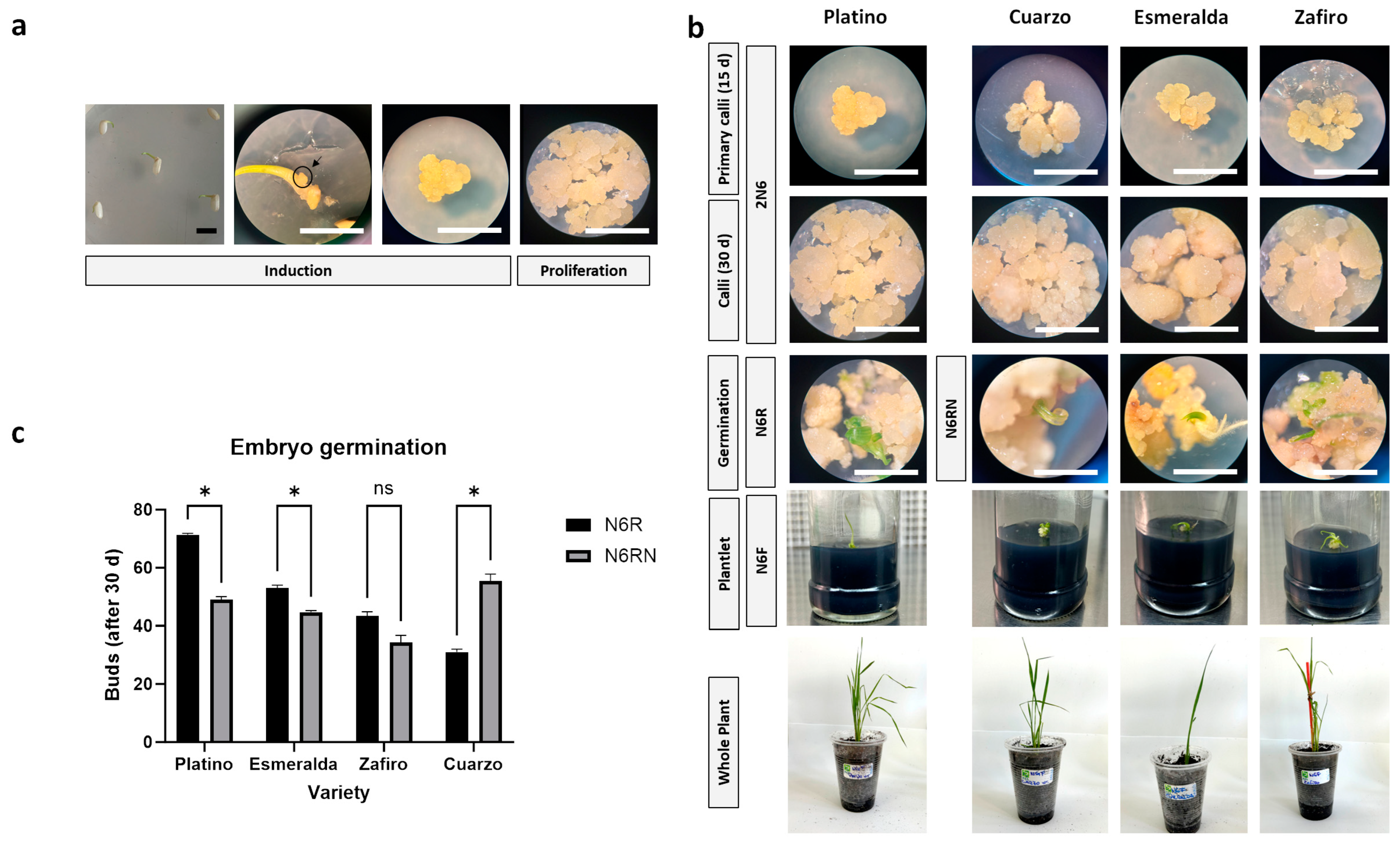 Plants 13 00416 g001