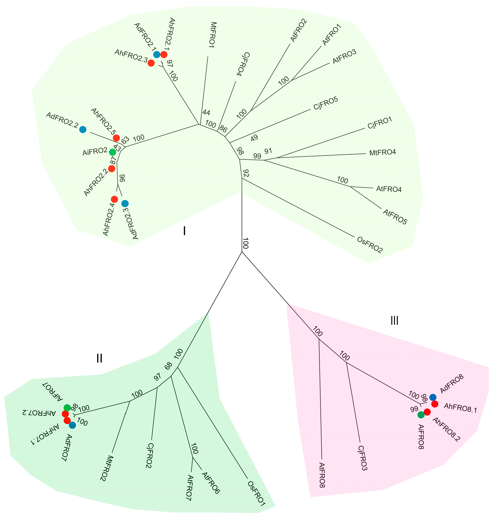 Plants 13 00418 g001