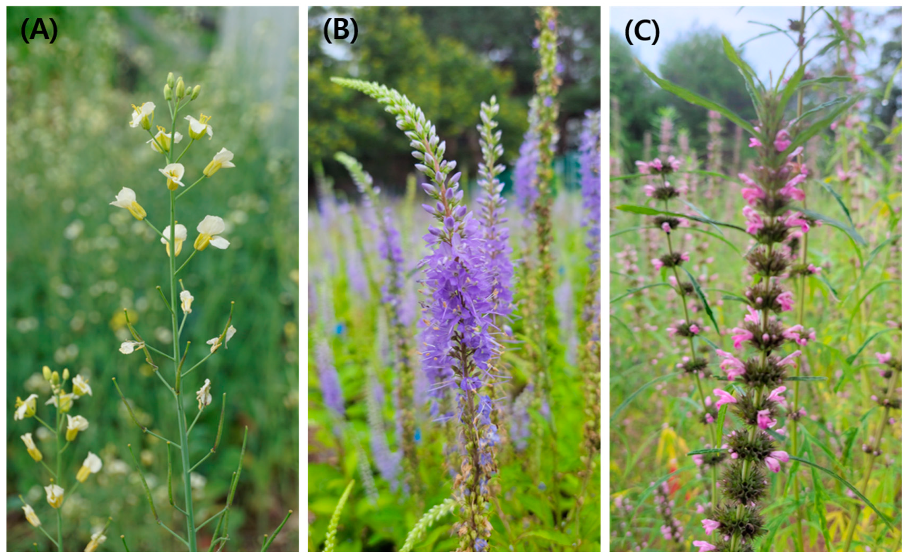 Plants 13 00419 g006