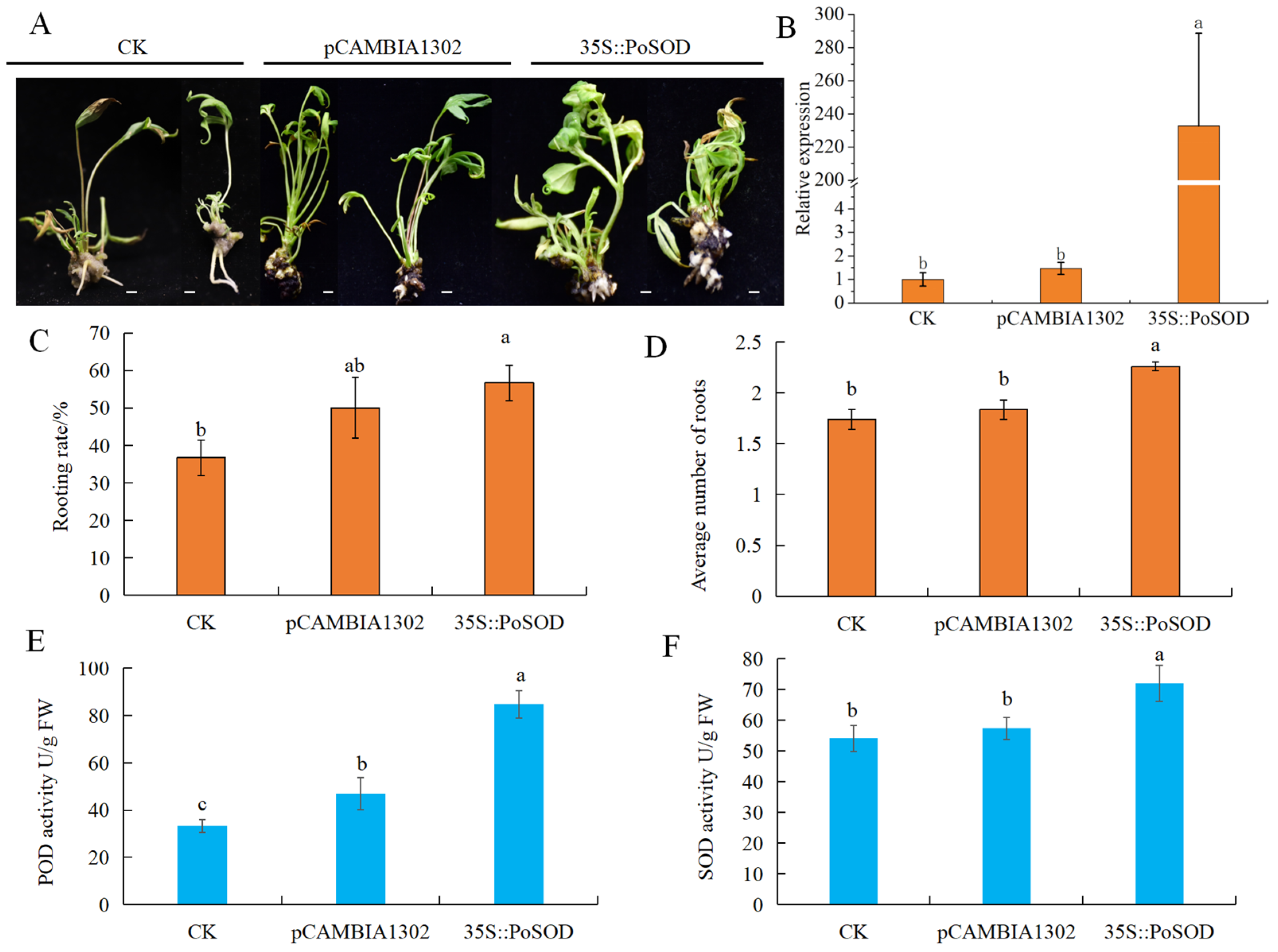 Plants 13 00421 g007 Plants 13 00421 g007