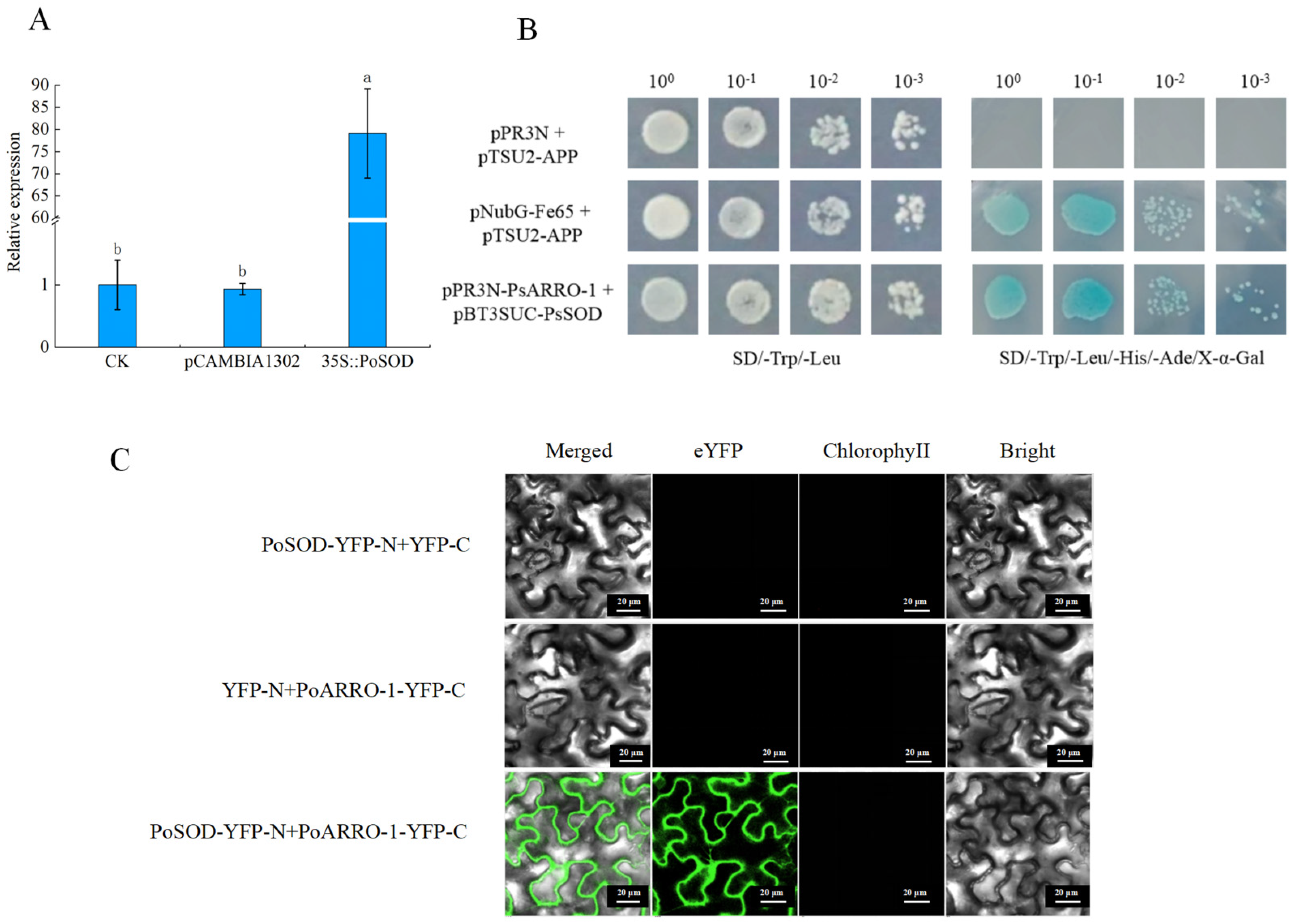Plants 13 00421 g008 Plants 13 00421 g008