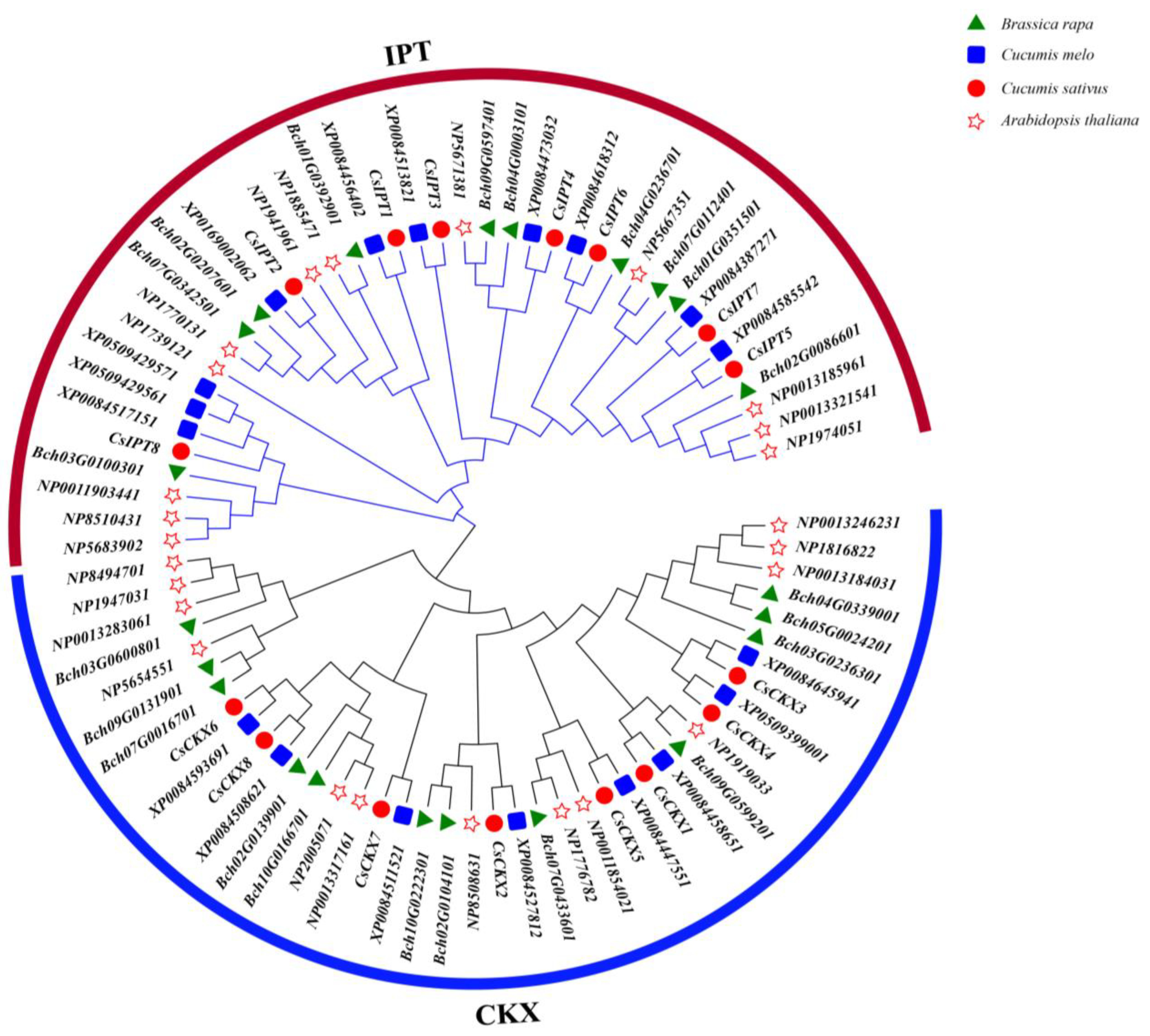 Plants 13 00422 g004
