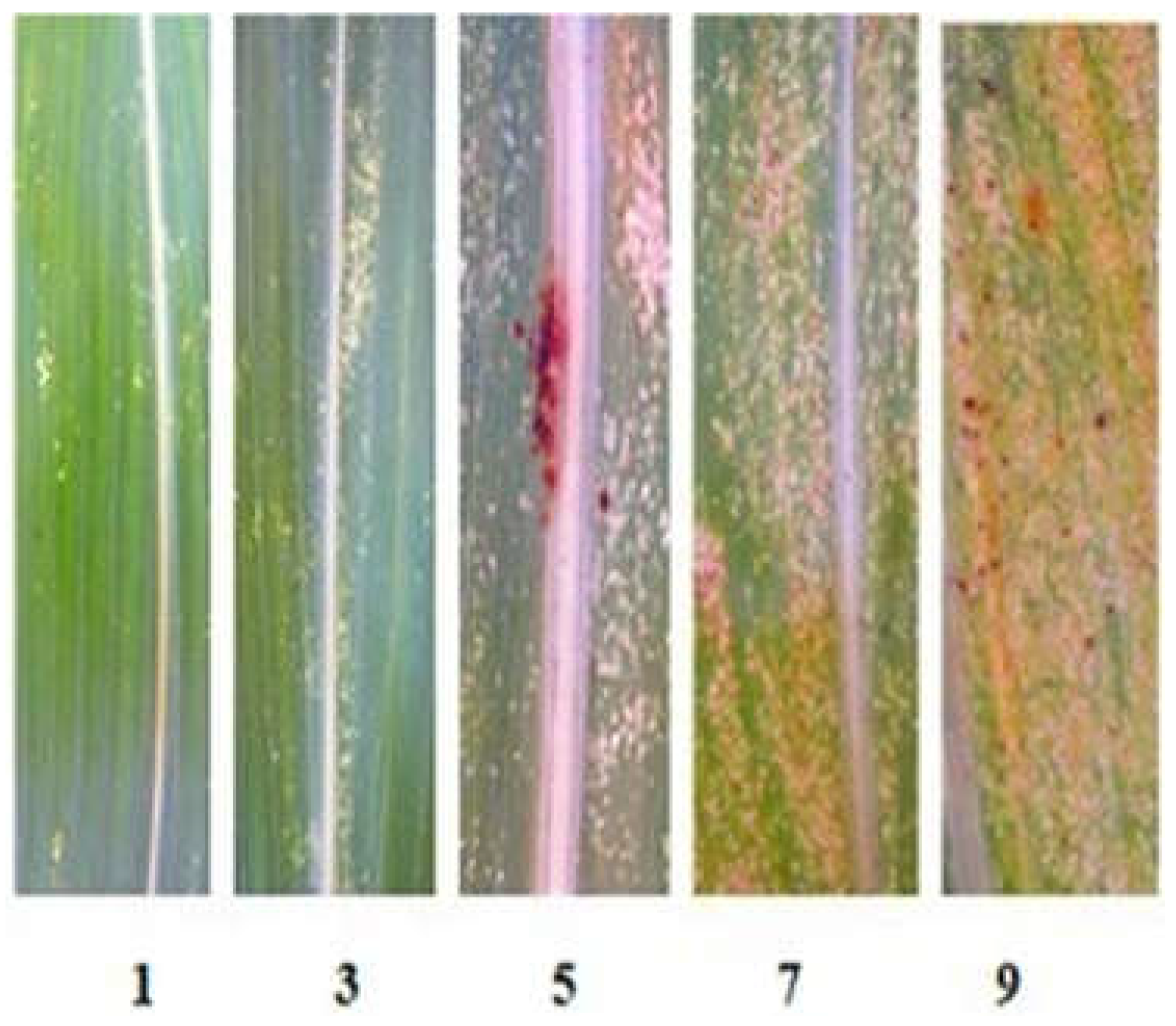 Plants 13 00425 g006