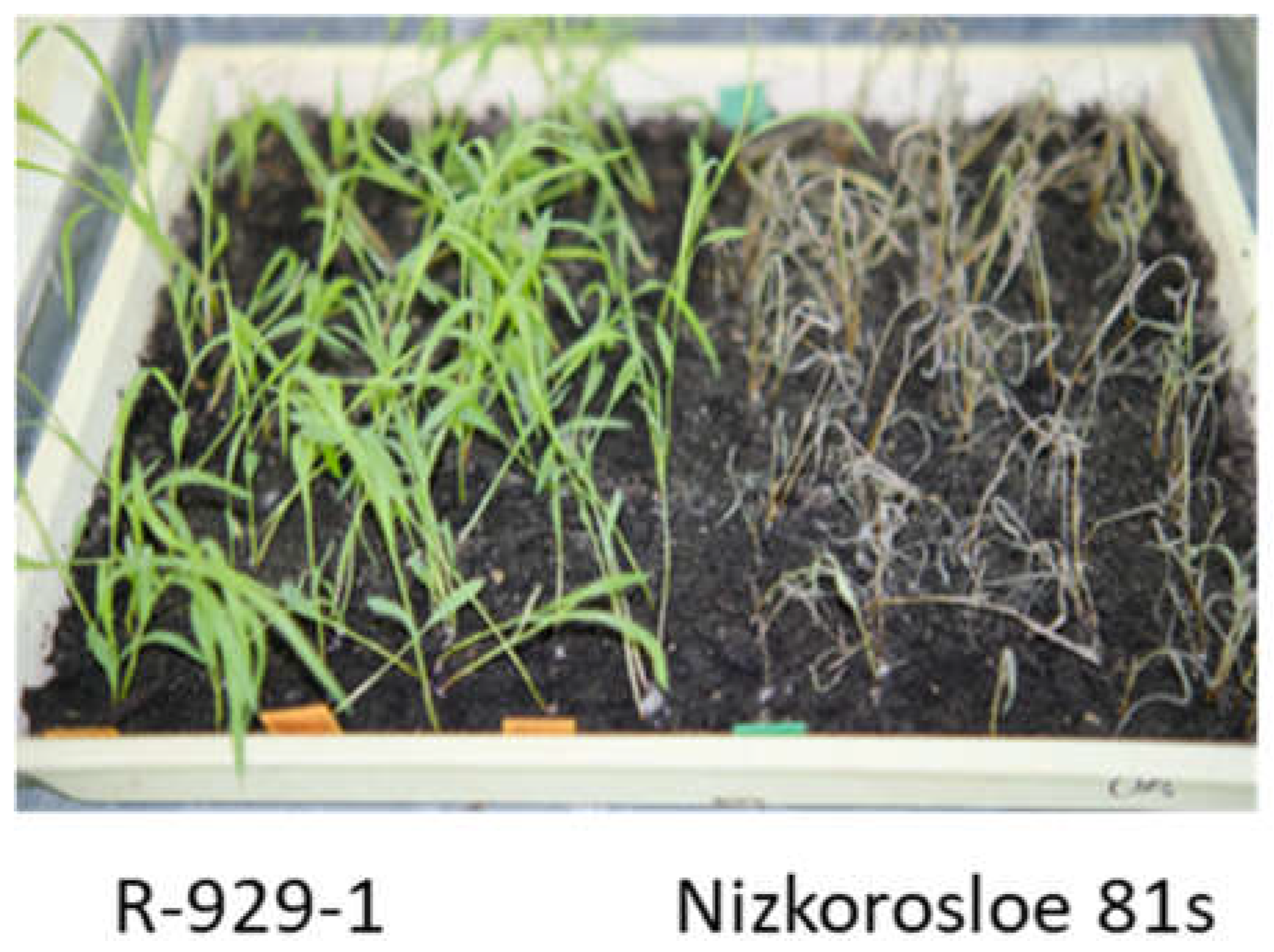 Plants 13 00425 g007