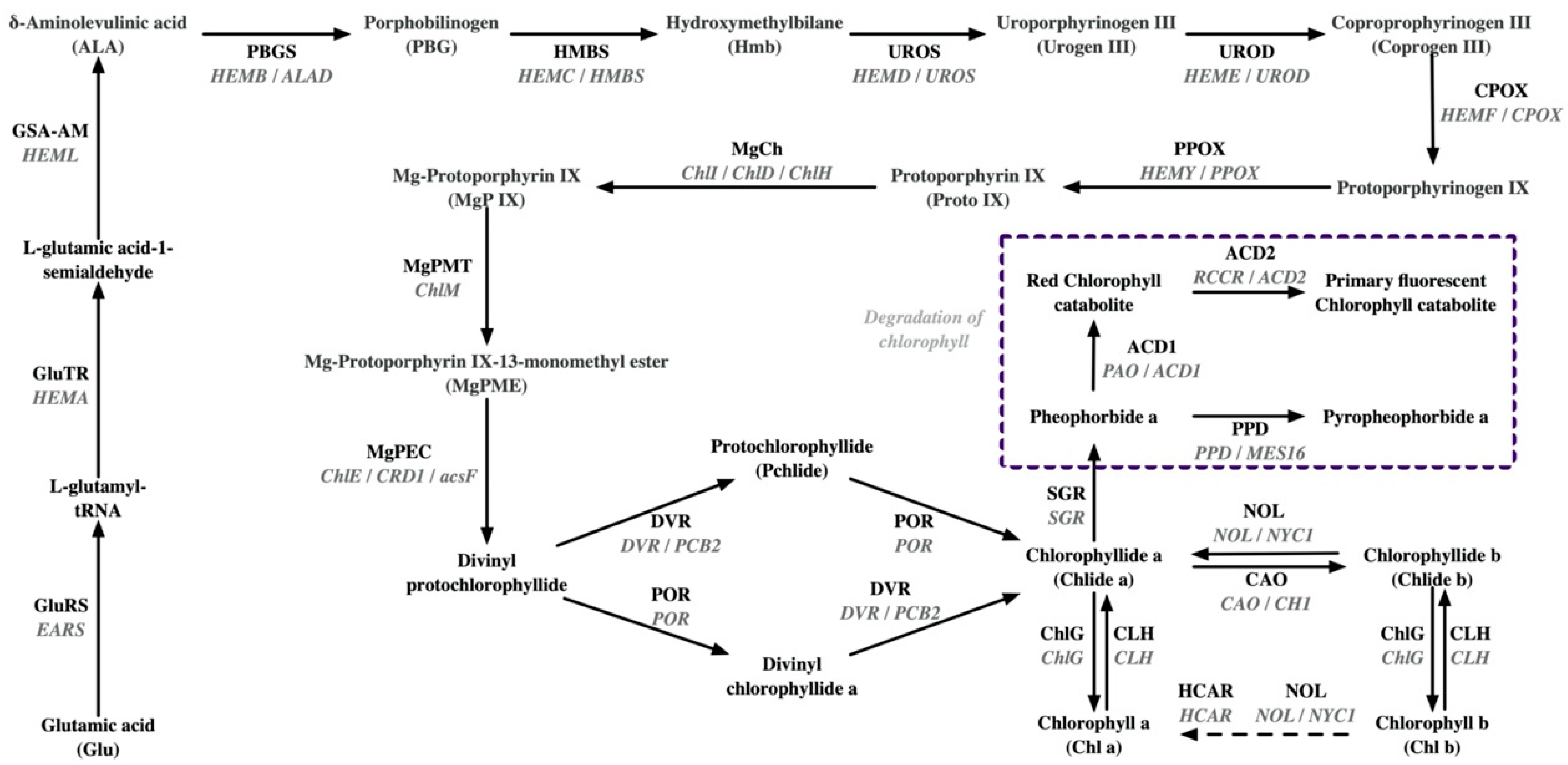 Plants 13 00426 g001
