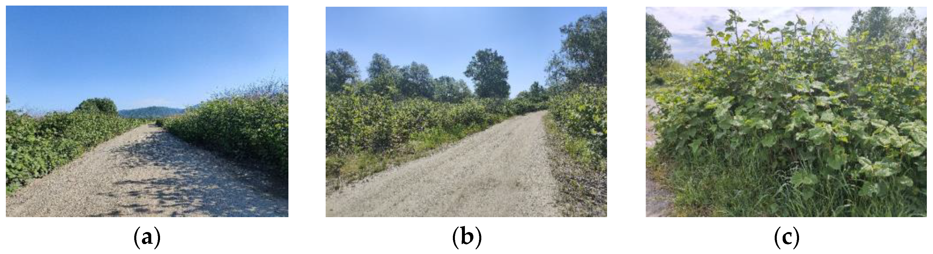 Plants 13 00428 g003