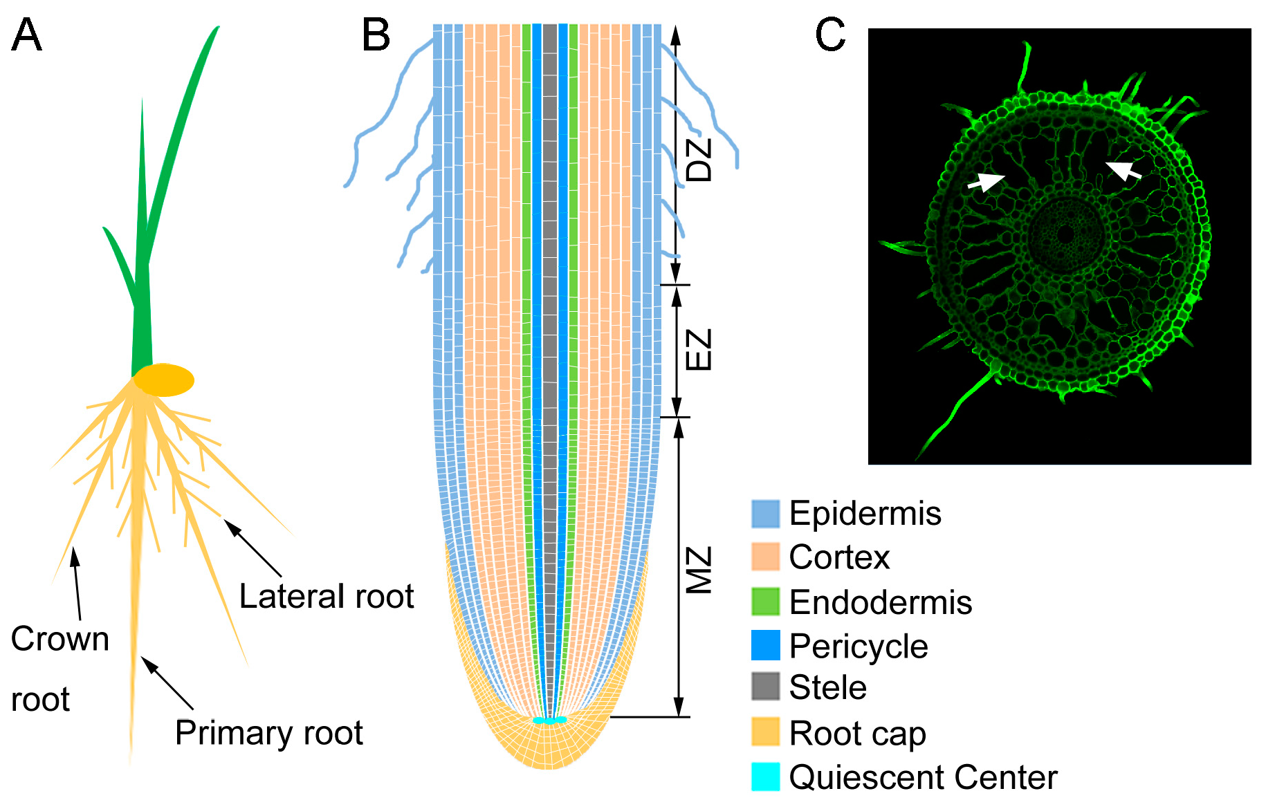 Plants 13 00432 g001