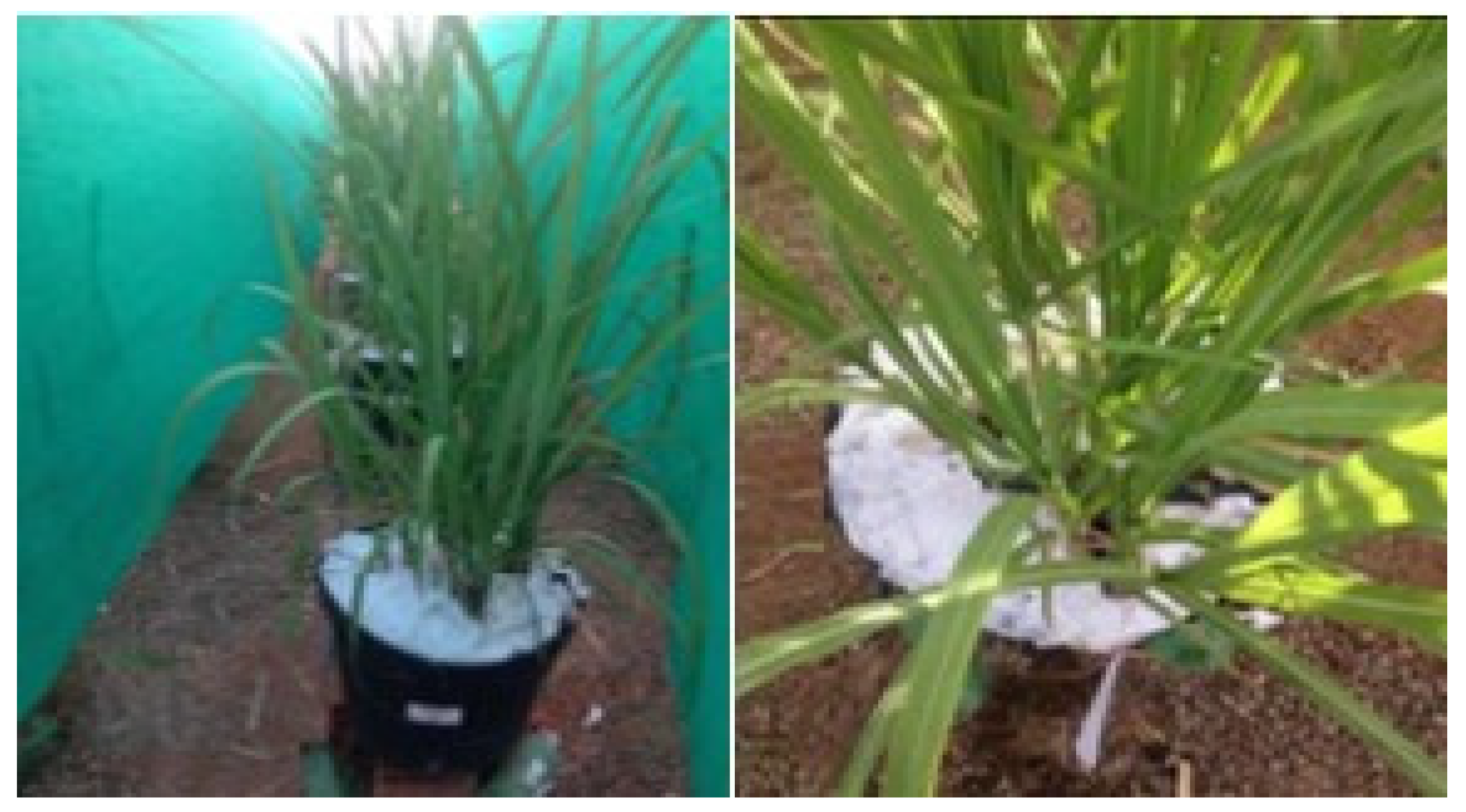 Plants 13 00434 g009