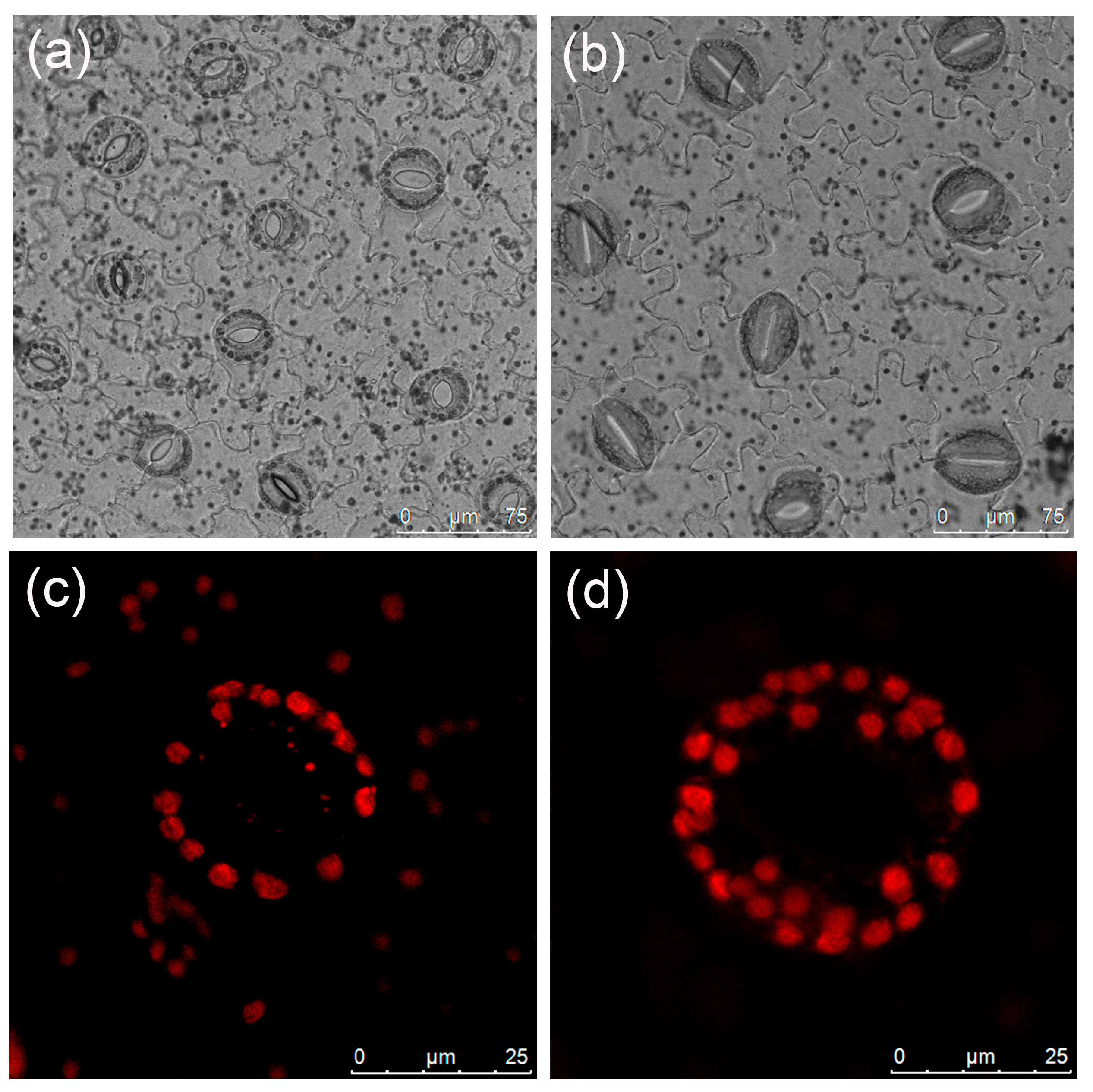 Plants 13 00439 g003