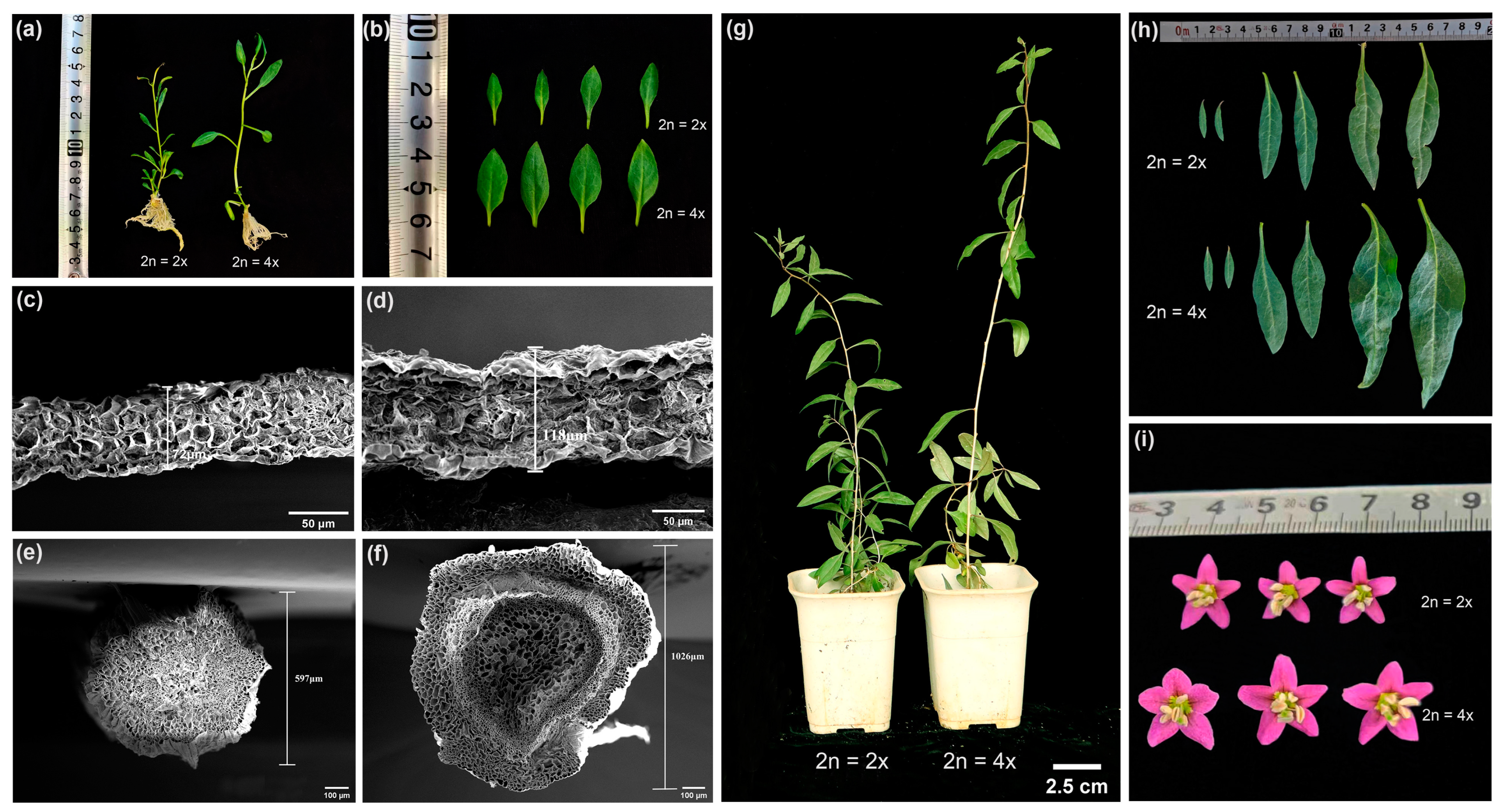 Plants 13 00439 g004
