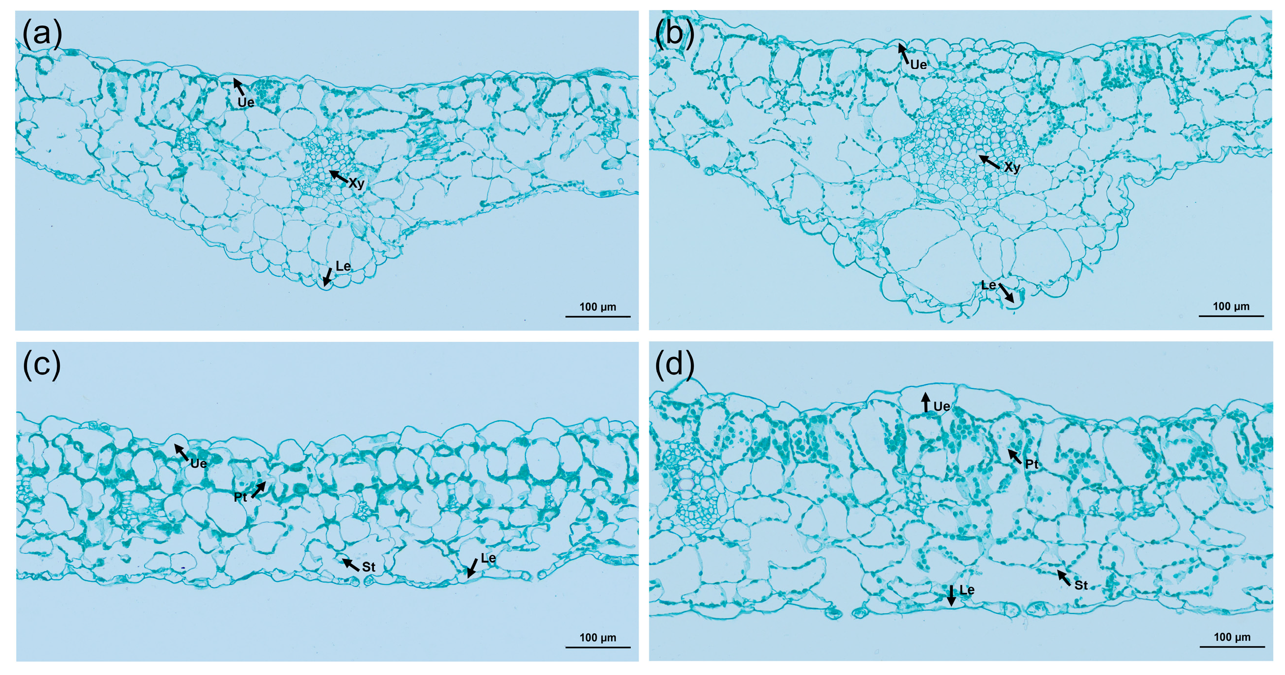 Plants 13 00439 g006