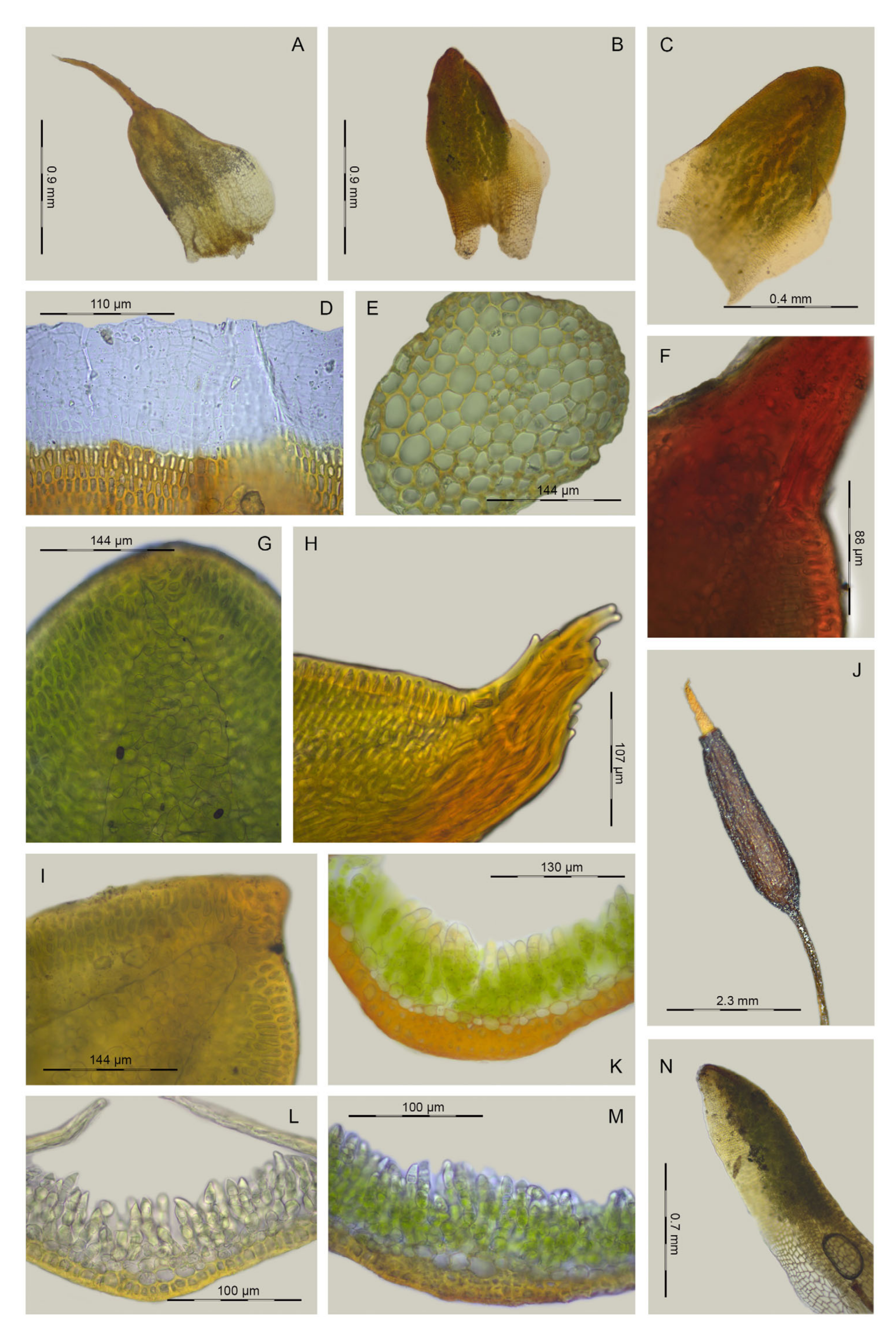 Plants 13 00445 g009