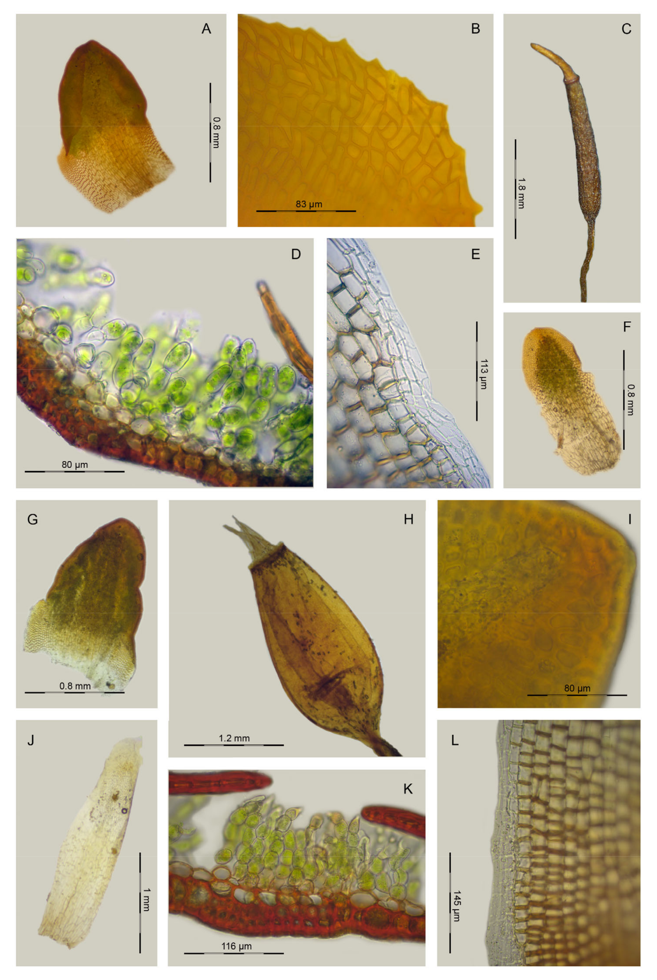 Plants 13 00445 g010