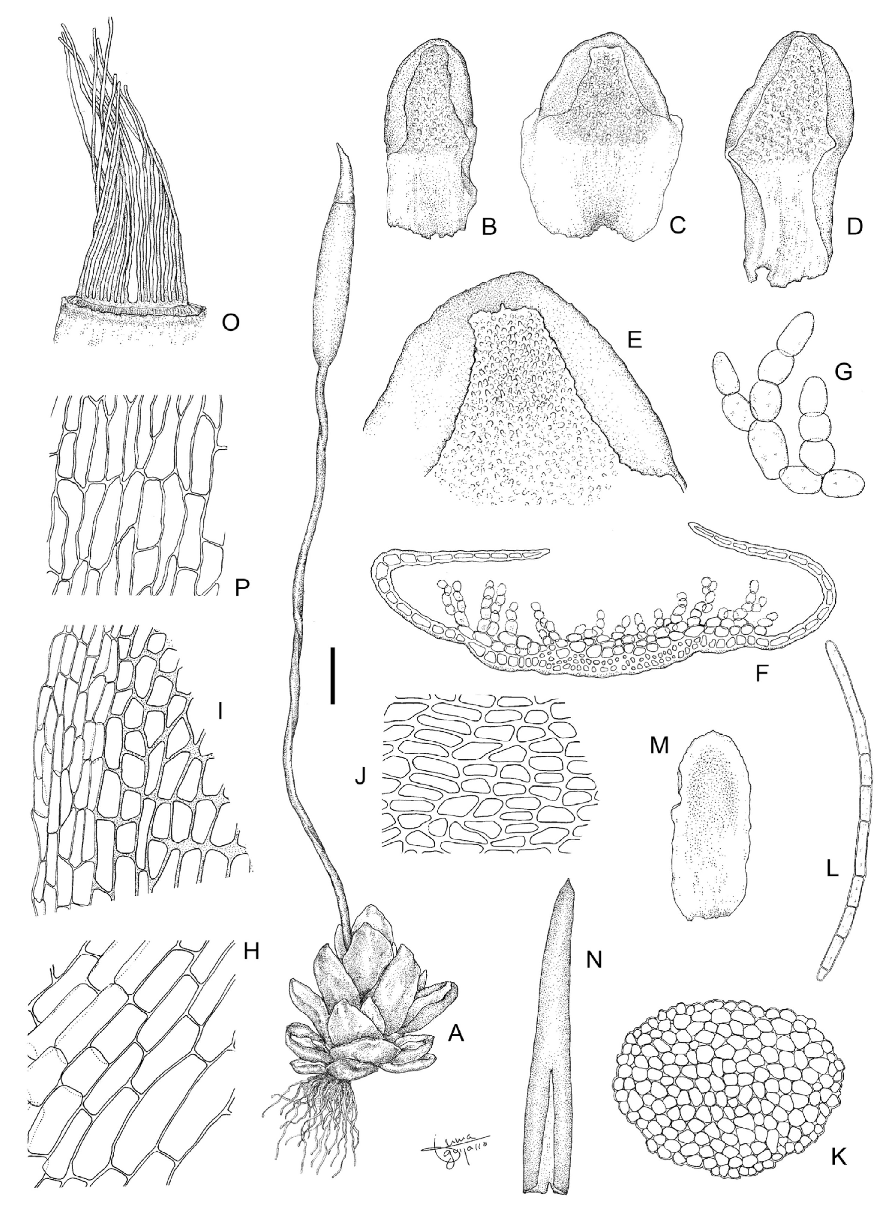 Plants 13 00445 g011