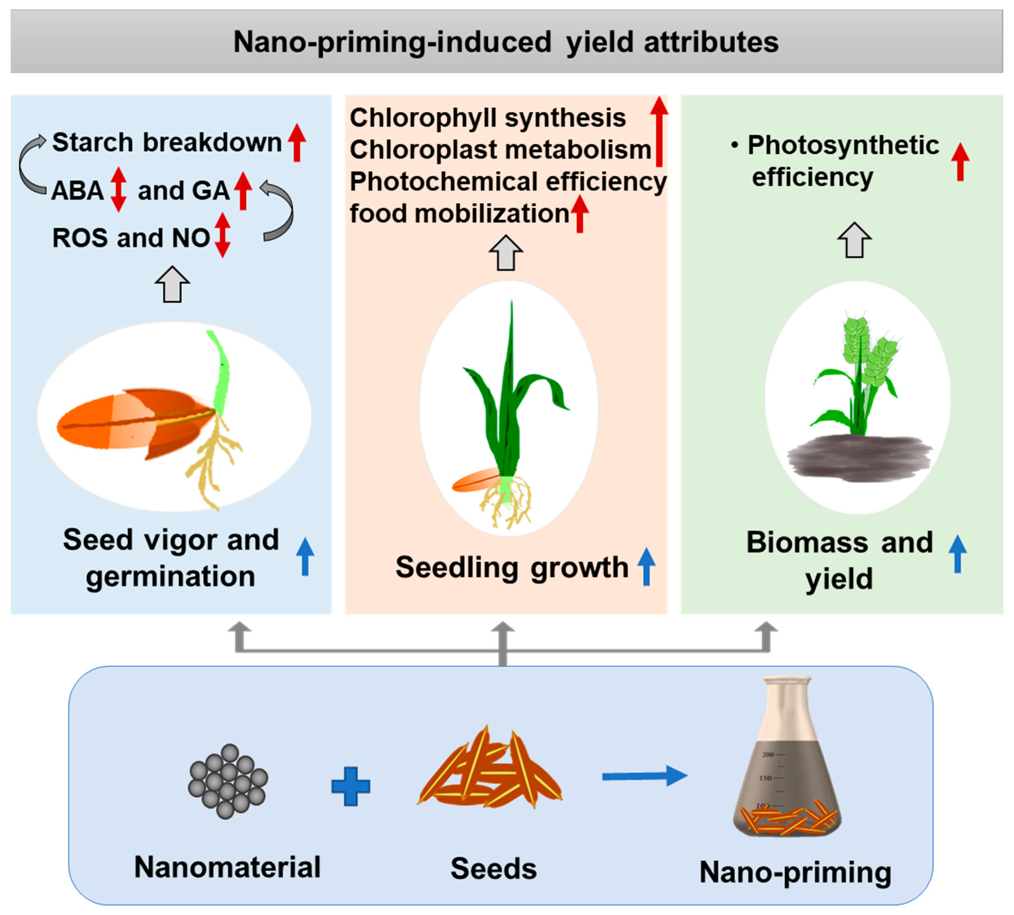 Plants 13 00446 g001