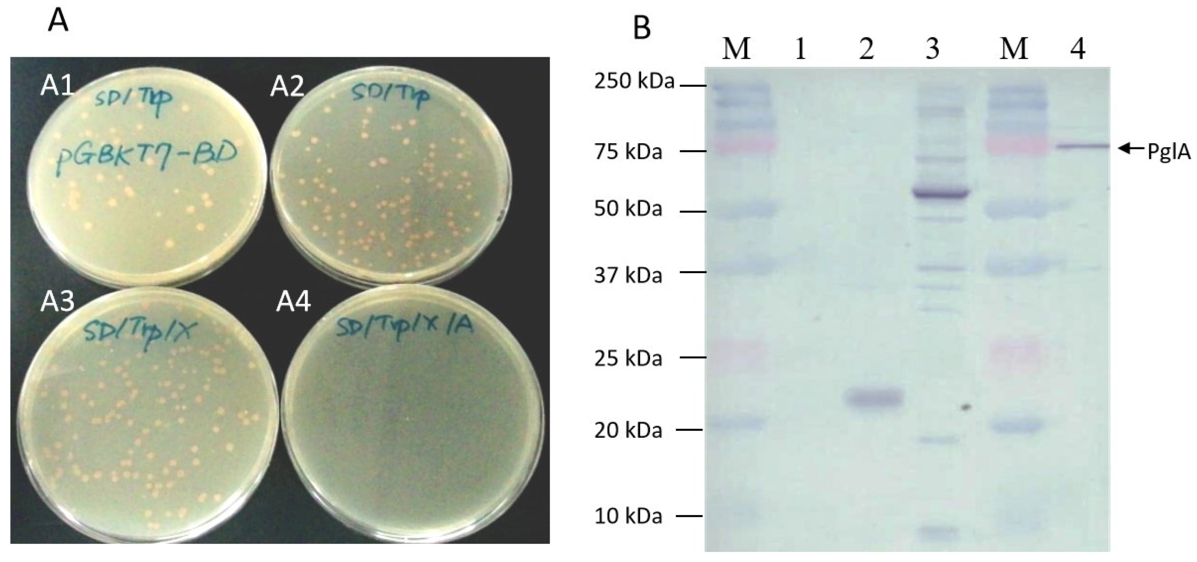 Plants 13 00448 g002 Plants 13 00448 g002