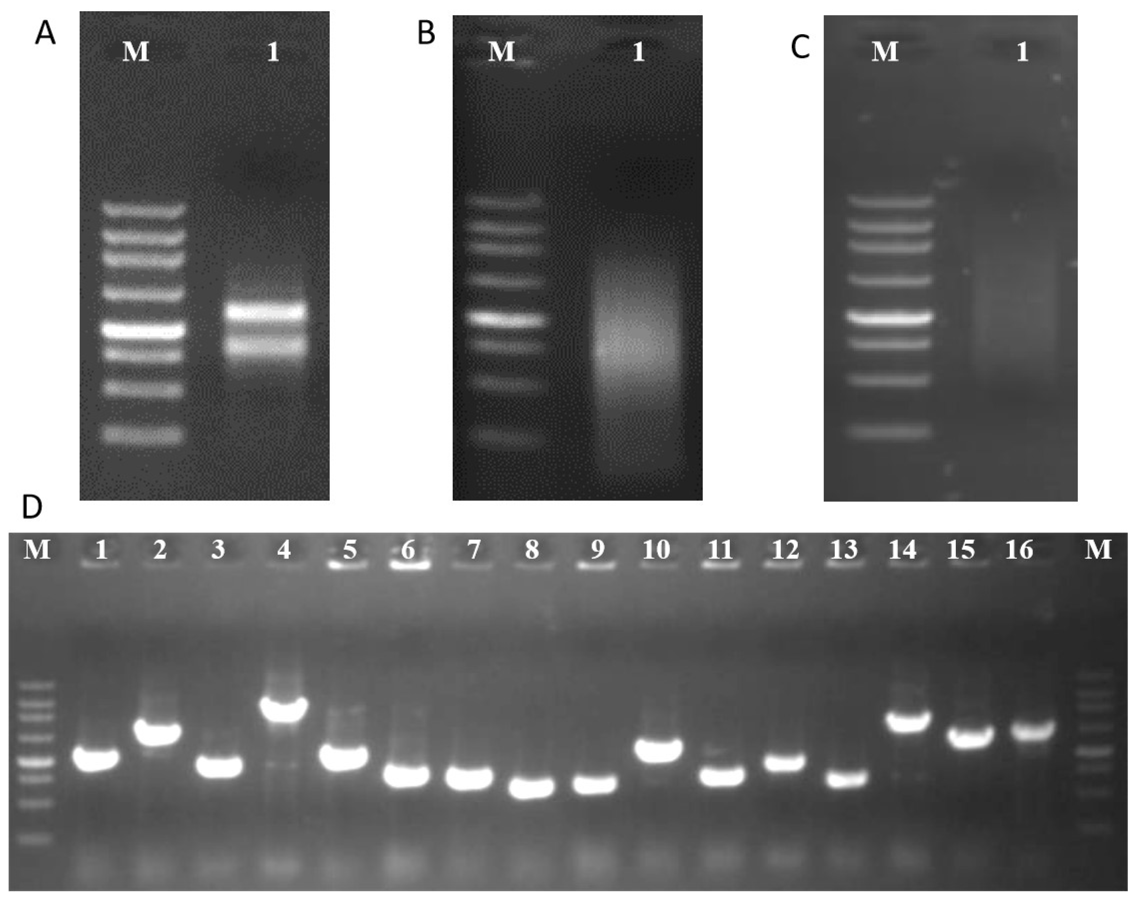 Plants 13 00448 g003 Plants 13 00448 g003