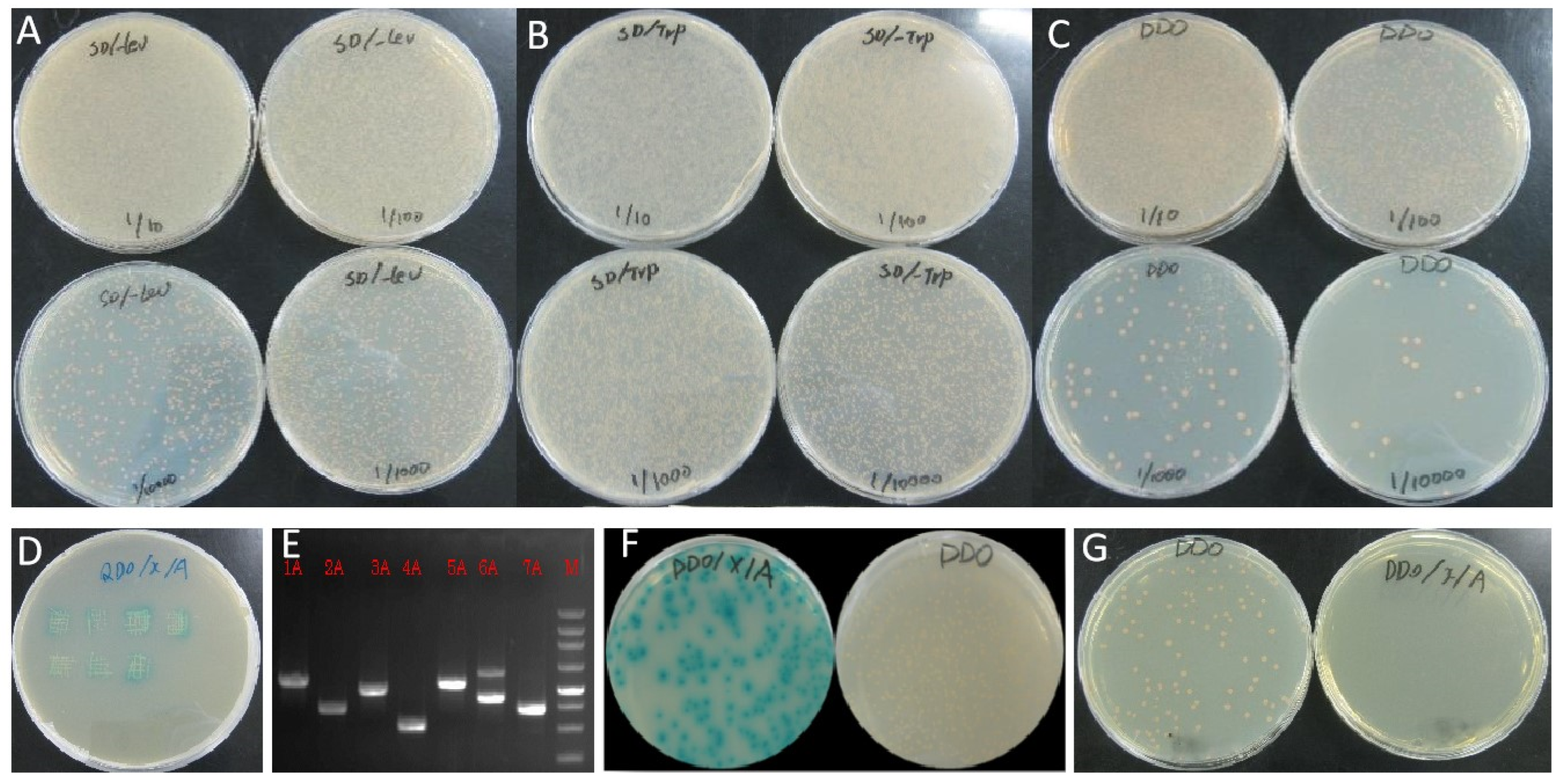 Plants 13 00448 g004 Plants 13 00448 g004