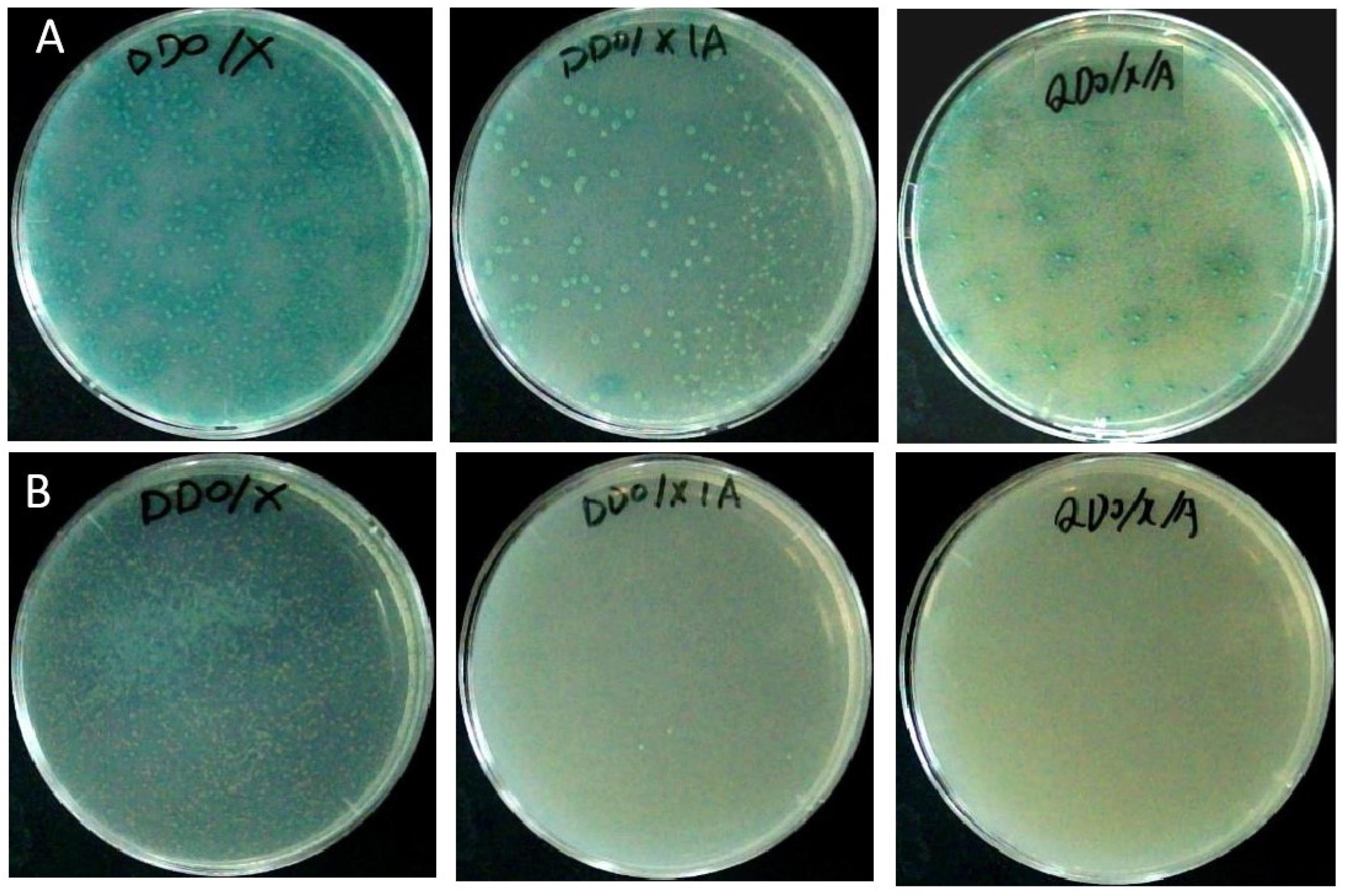 Plants 13 00448 g005 Plants 13 00448 g005