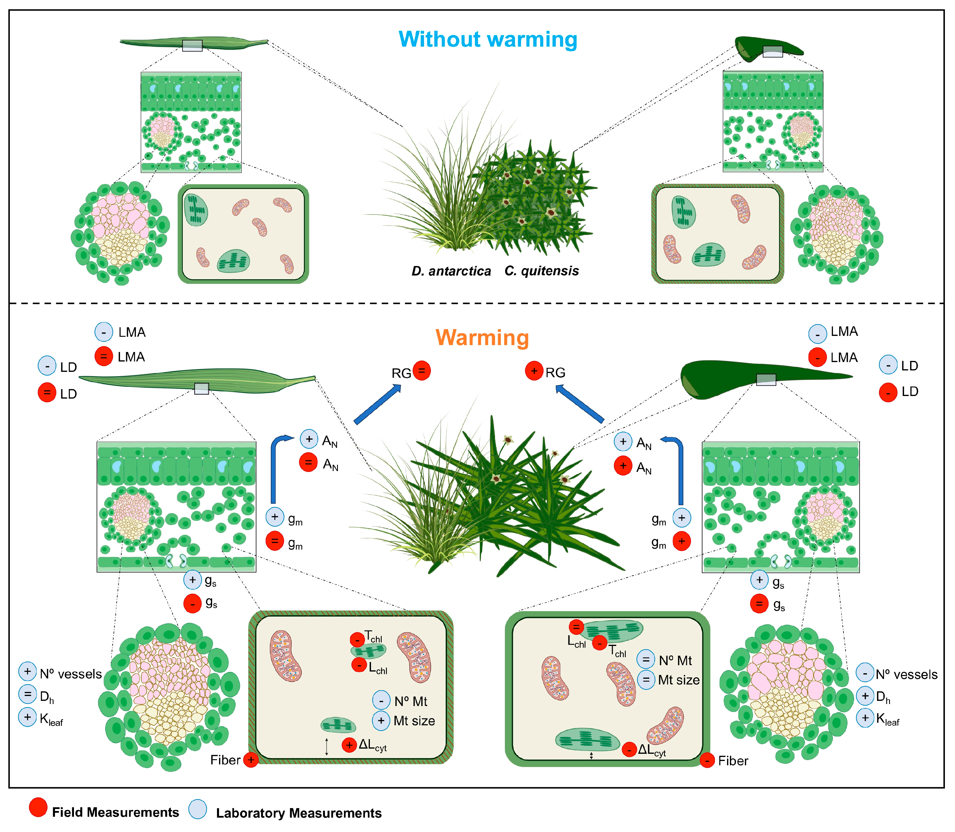 Plants 13 00449 g001