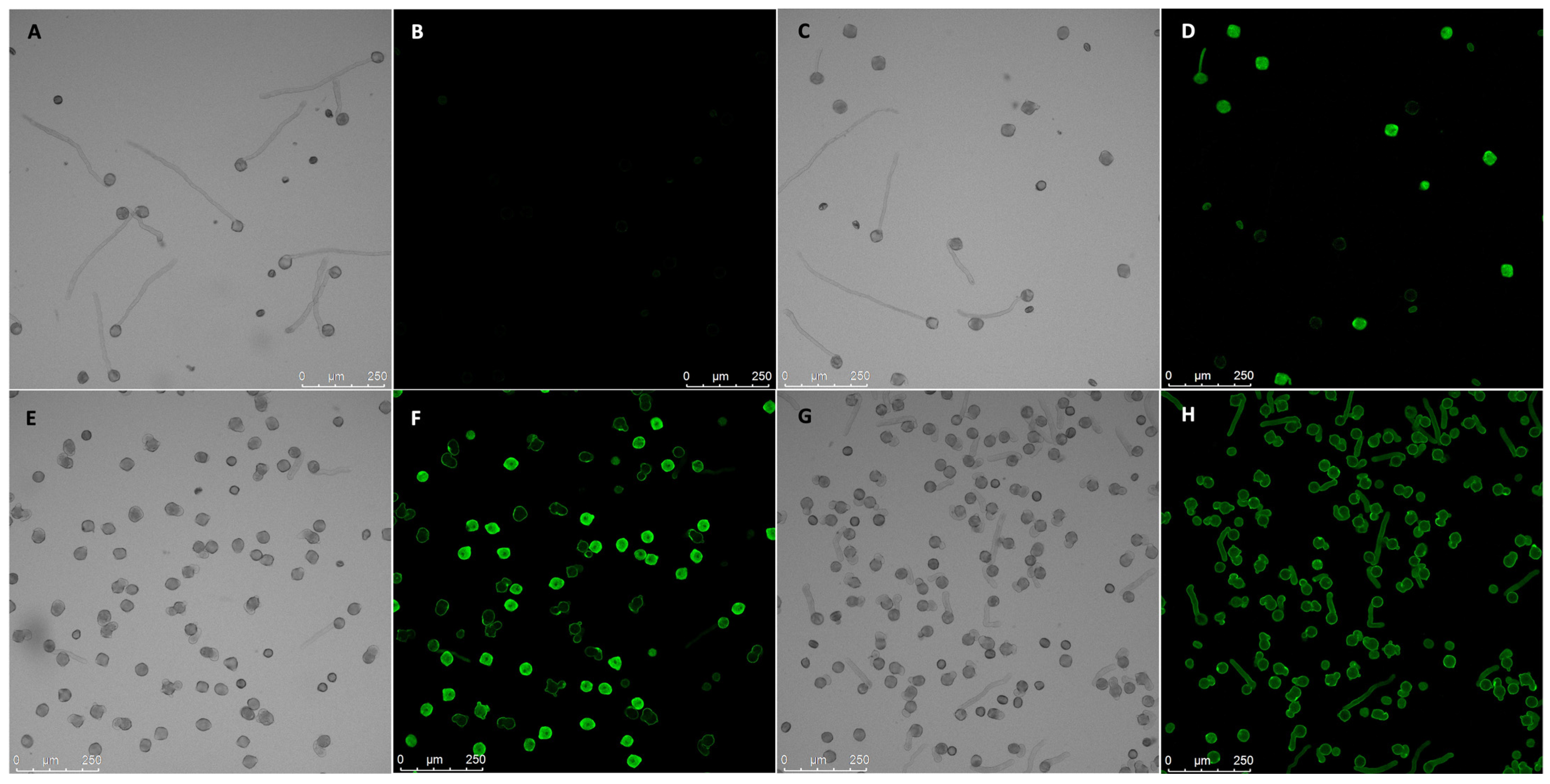 Plants 13 00451 g006