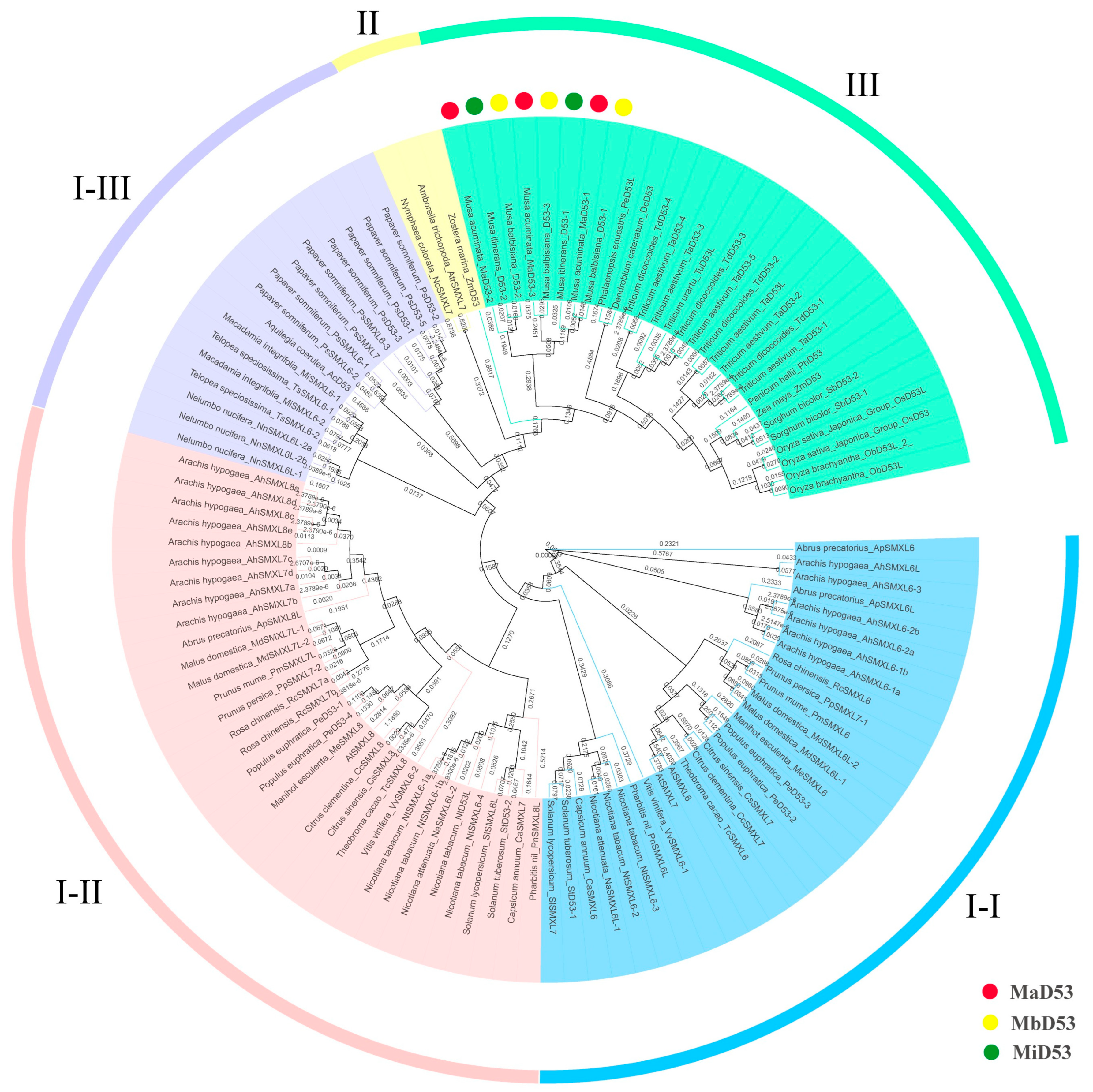 Plants 13 00458 g001