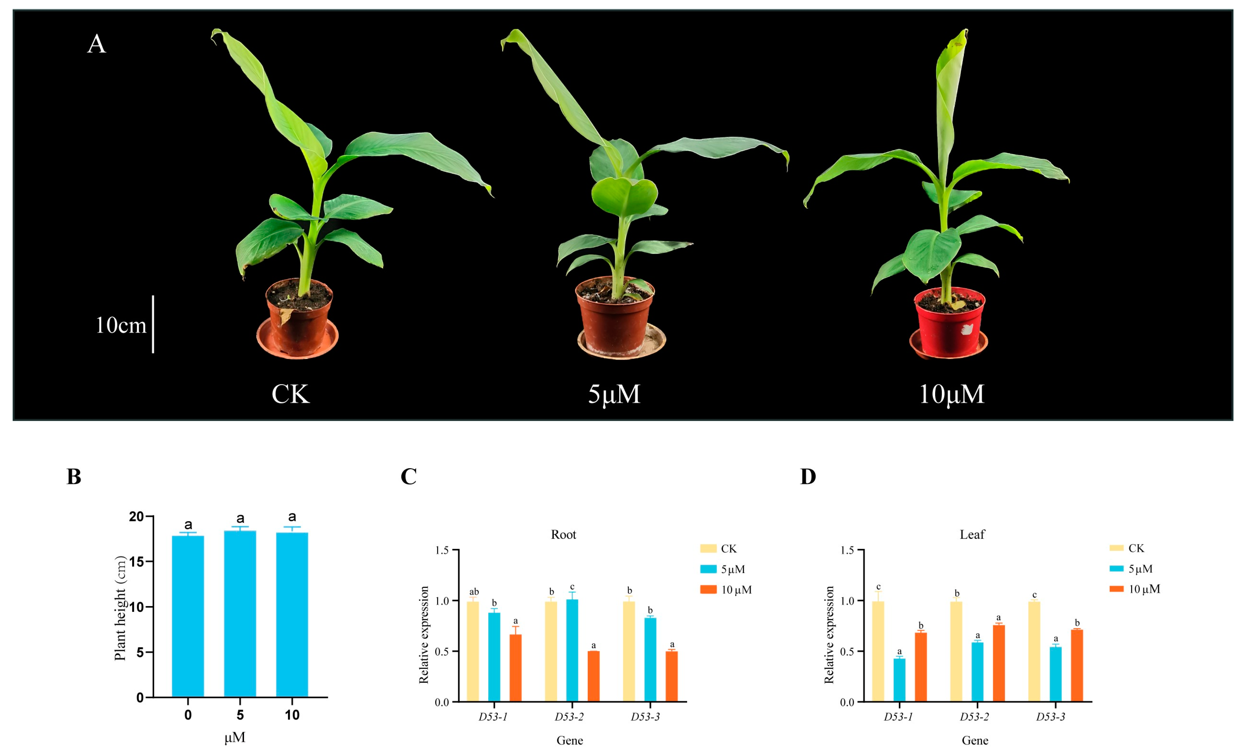 Plants 13 00458 g007