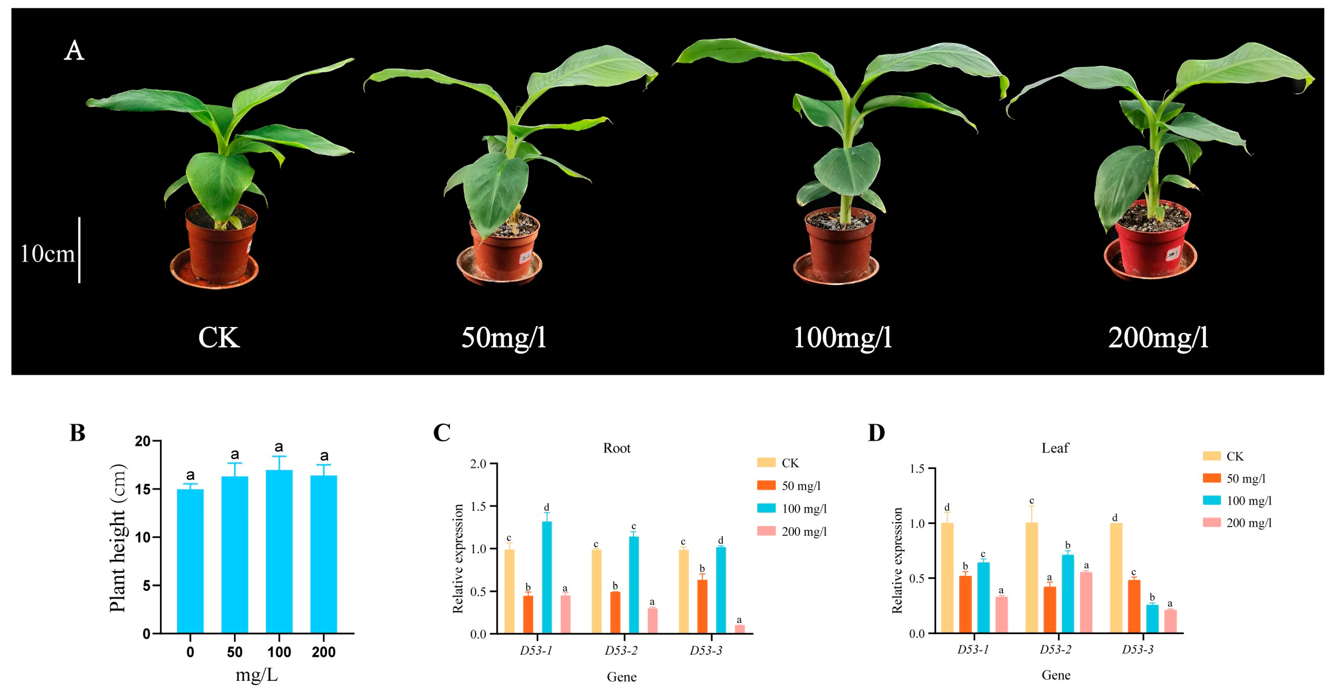 Plants 13 00458 g008