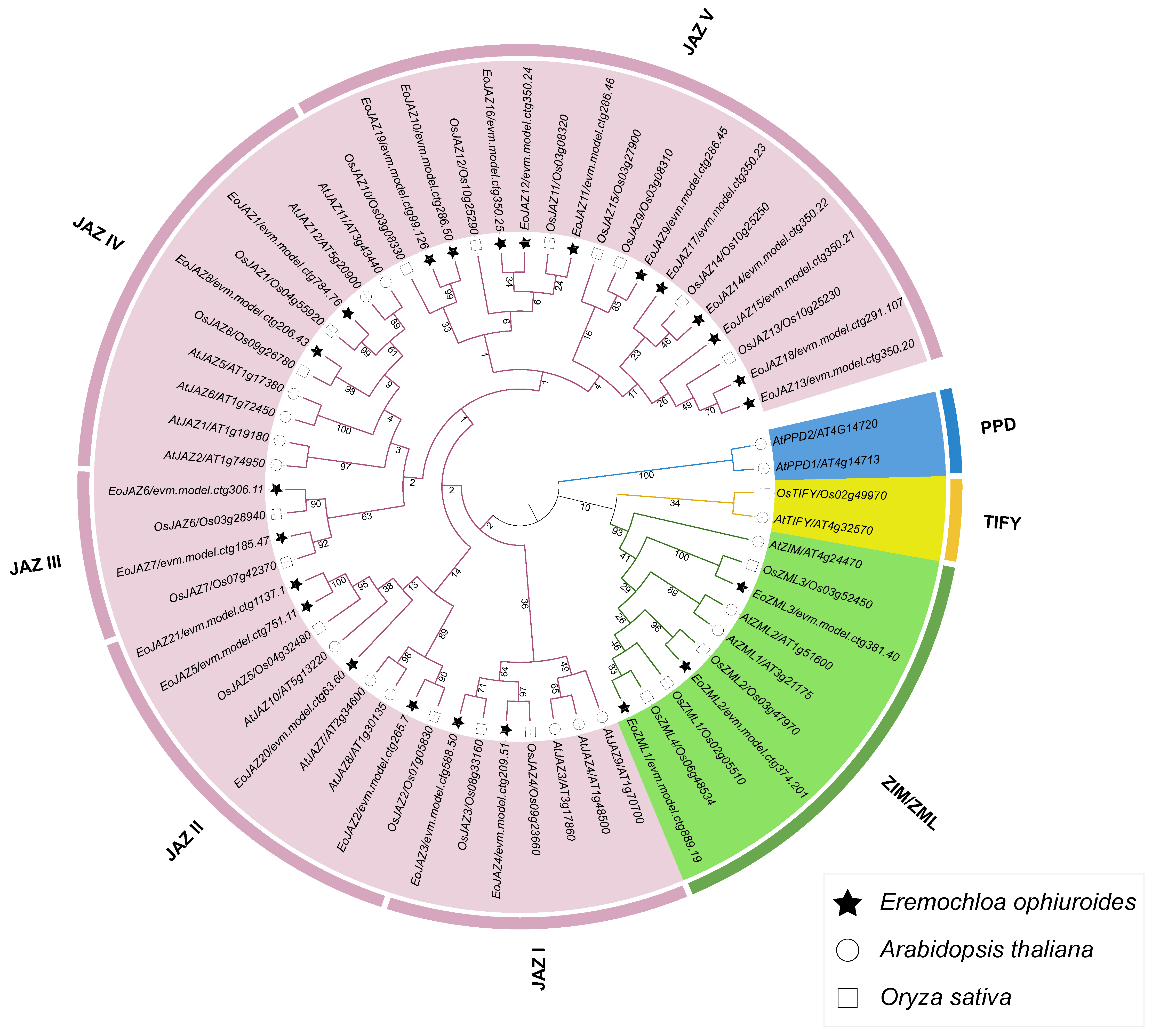 Plants 13 00462 g001