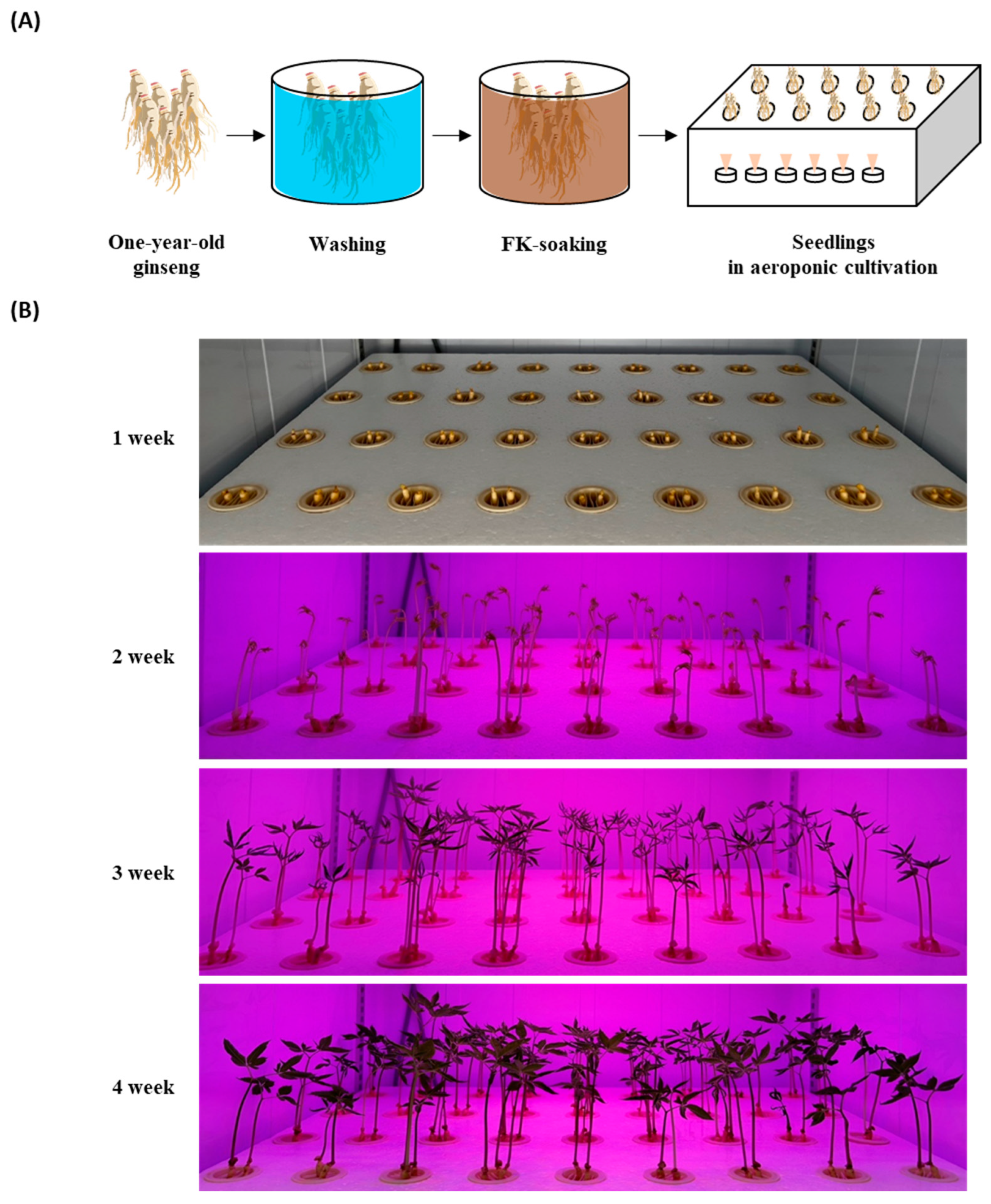 Plants 13 00463 g002