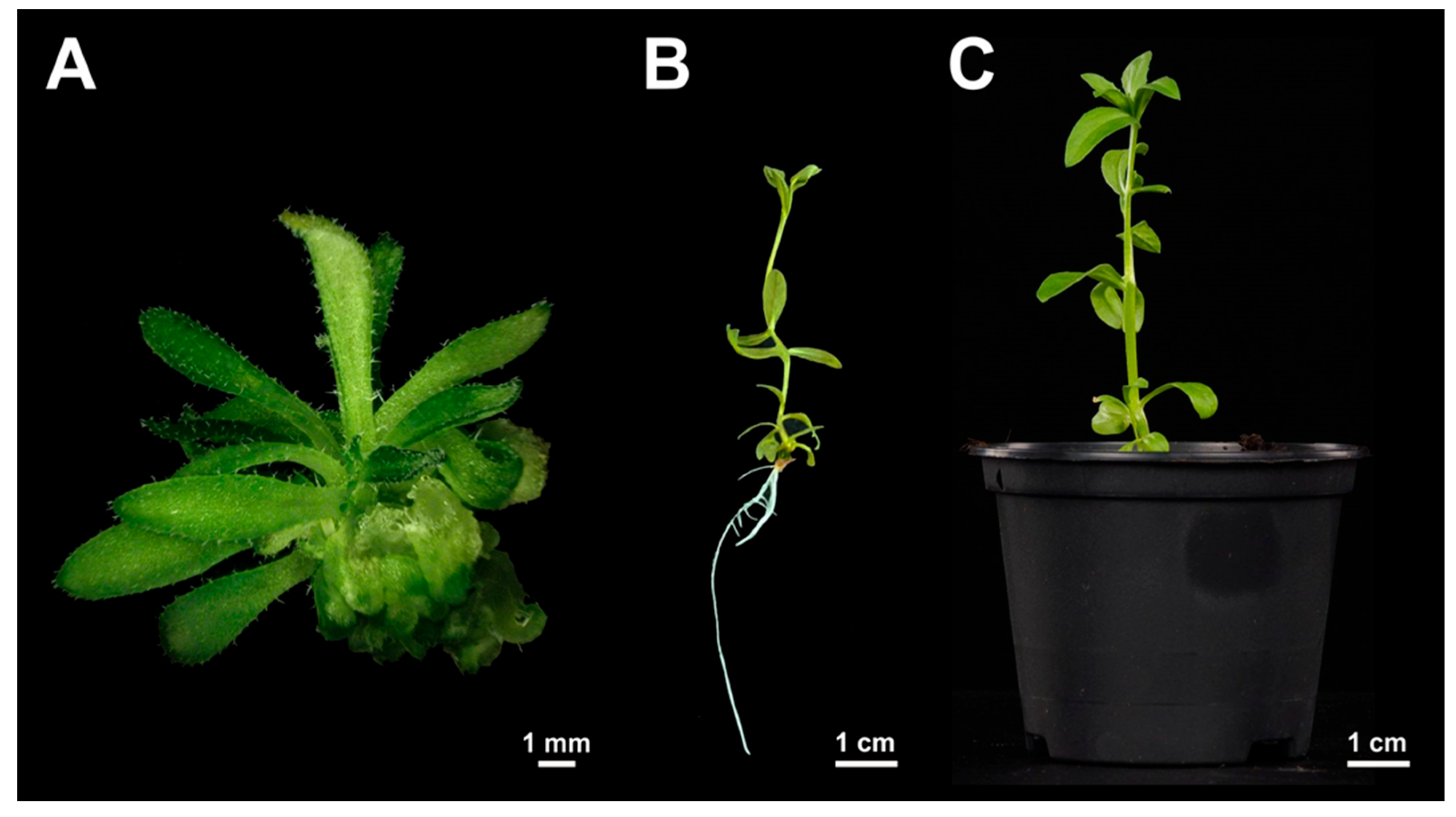 Plants 13 00465 g006