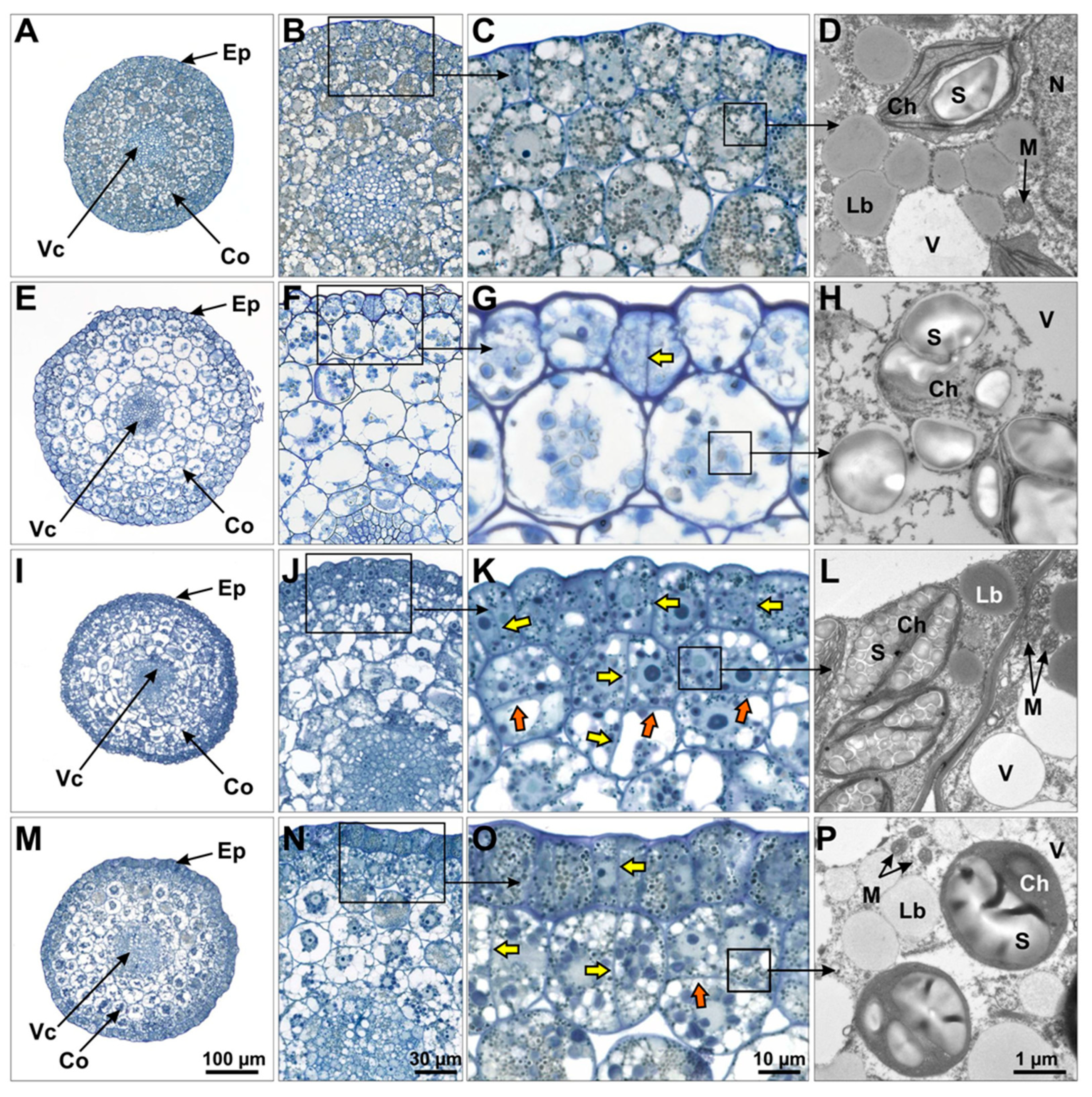 Plants 13 00465 g008
