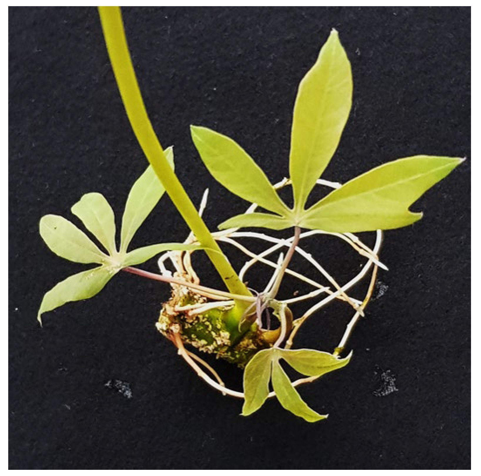 Plants 13 00471 g001