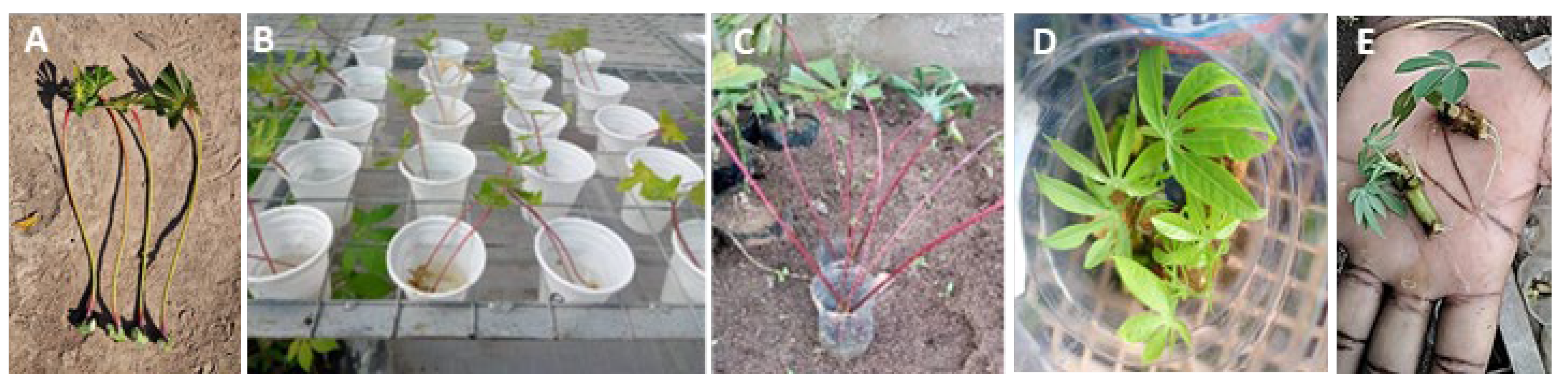 Plants 13 00471 g002