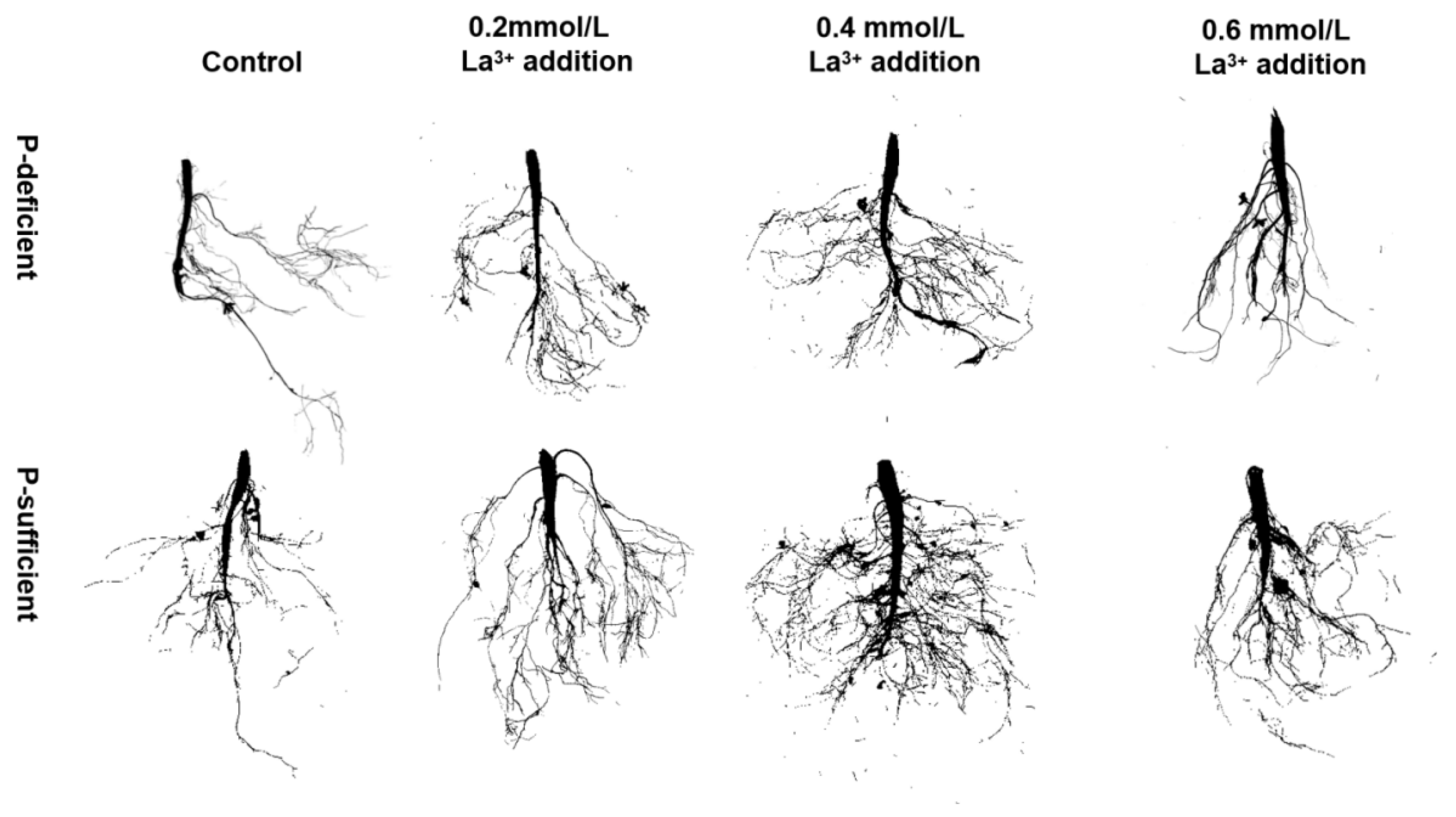 Plants 13 00474 g001