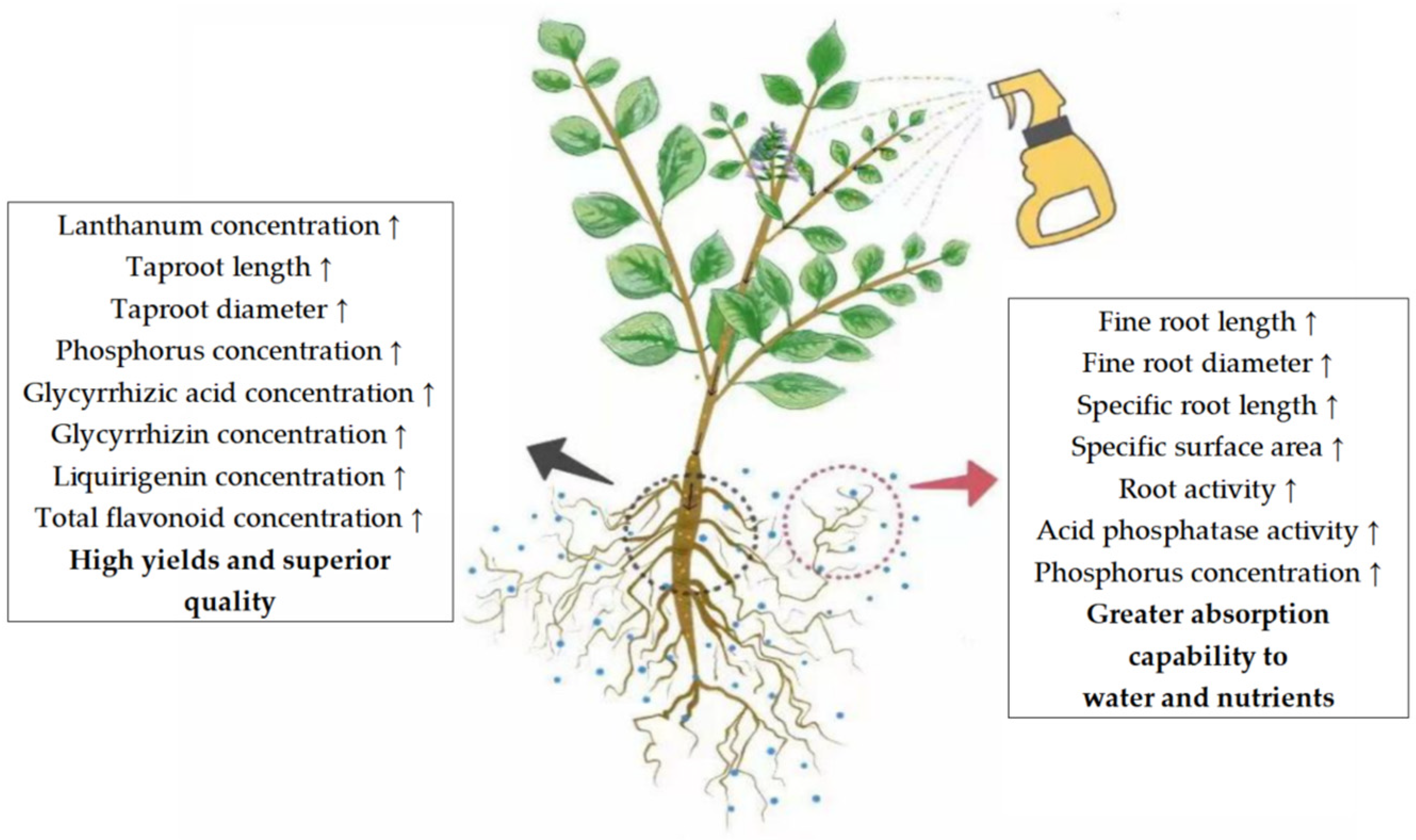 Plants 13 00474 g011