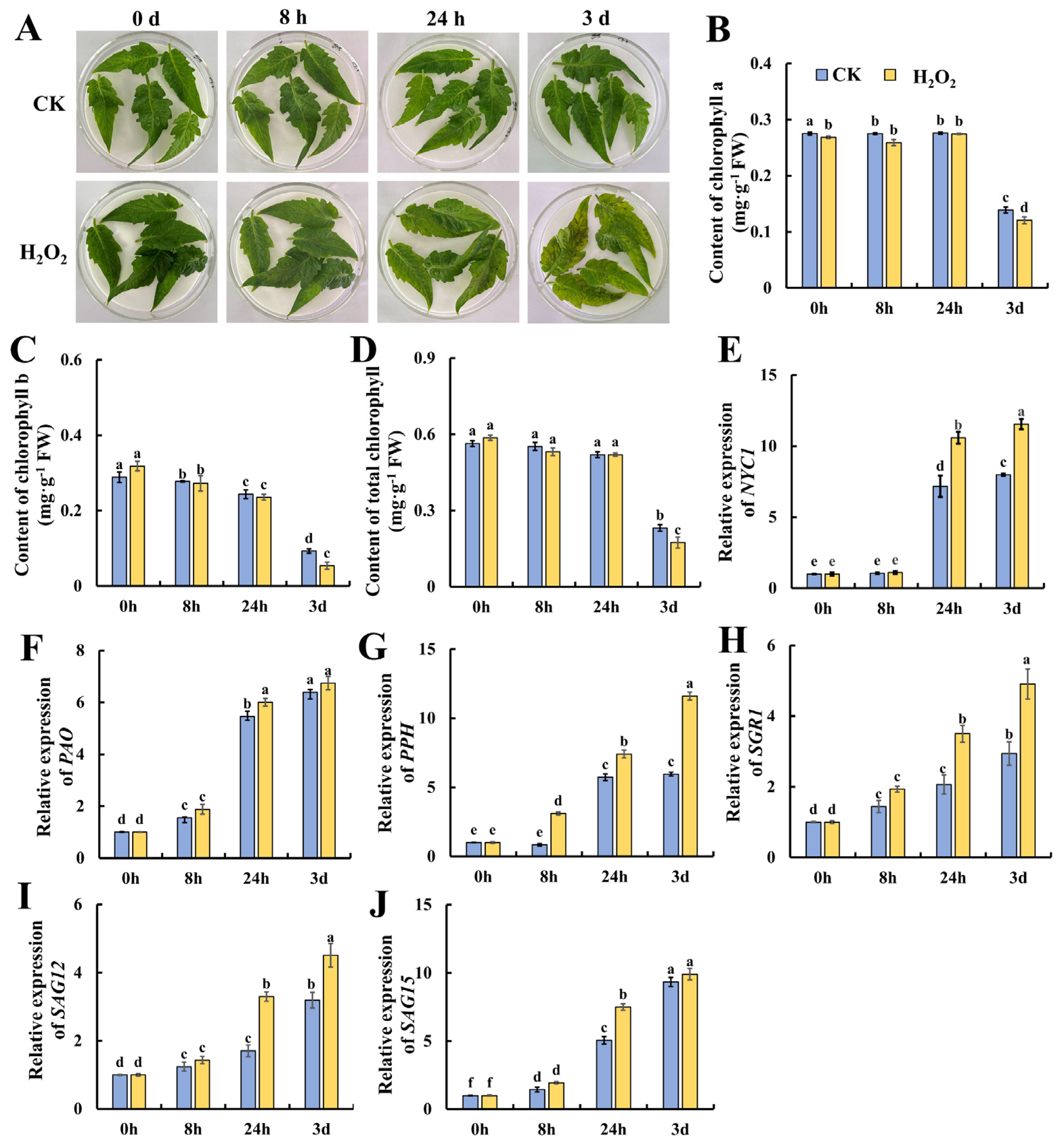 Plants 13 00475 g001